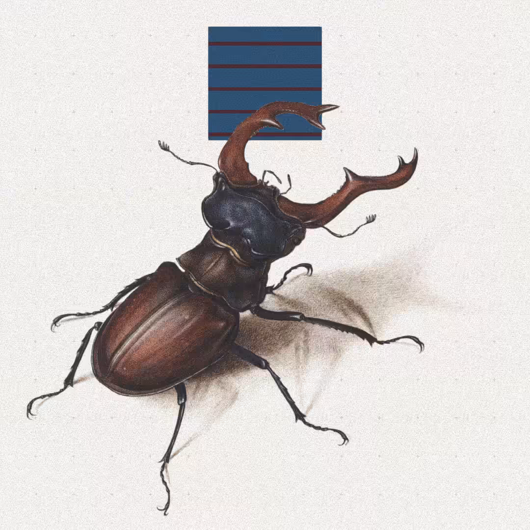 Beetle #5