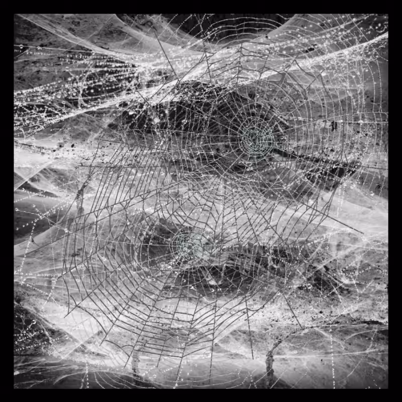 SIlk WEBS #1