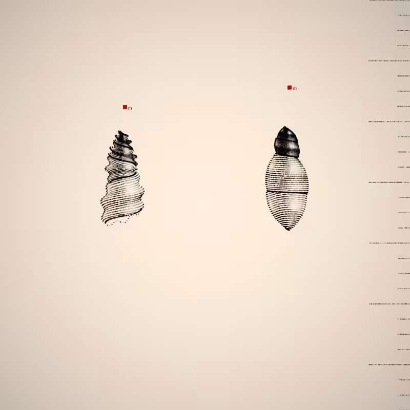 Two Specimen #305