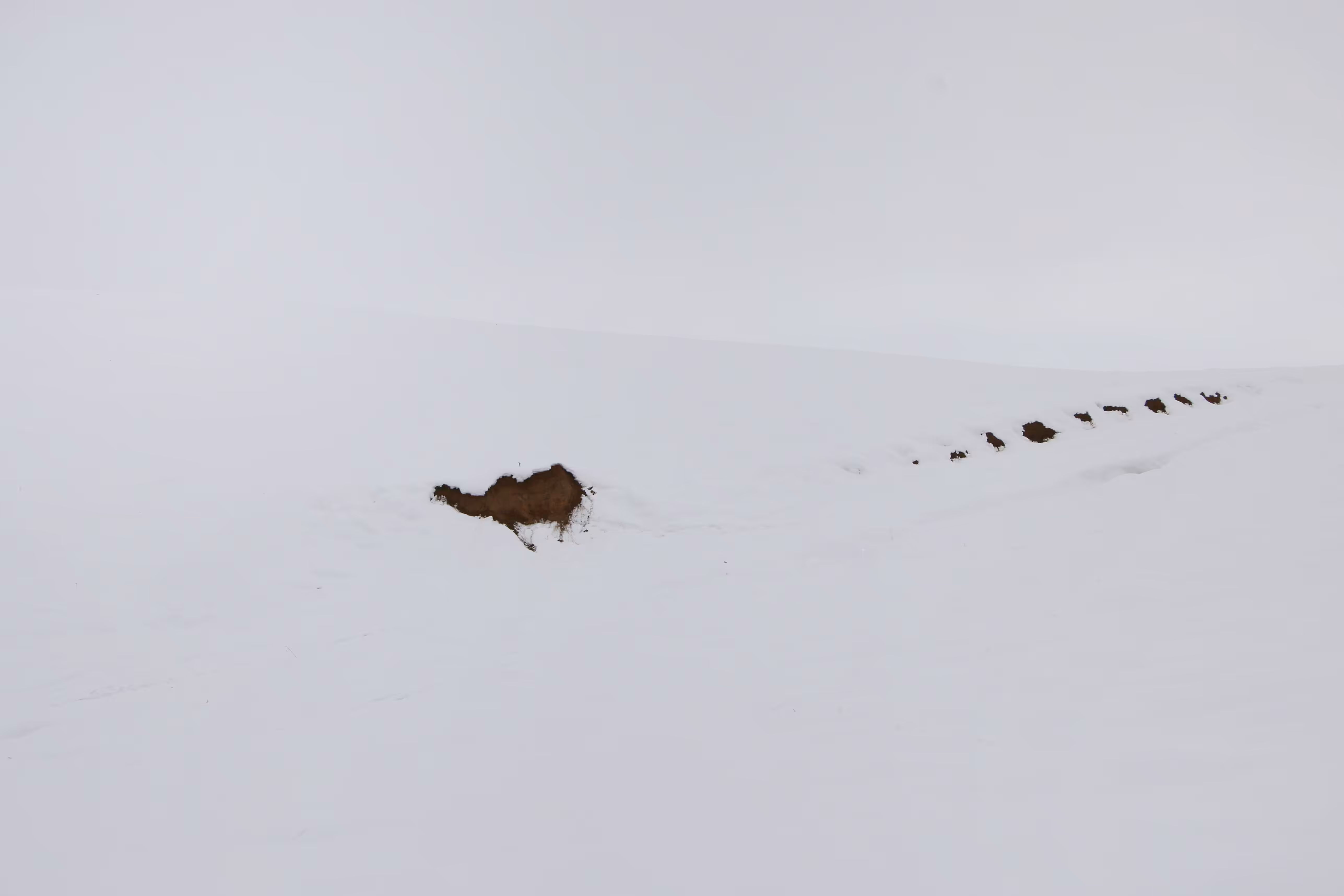 Caravan of camels
