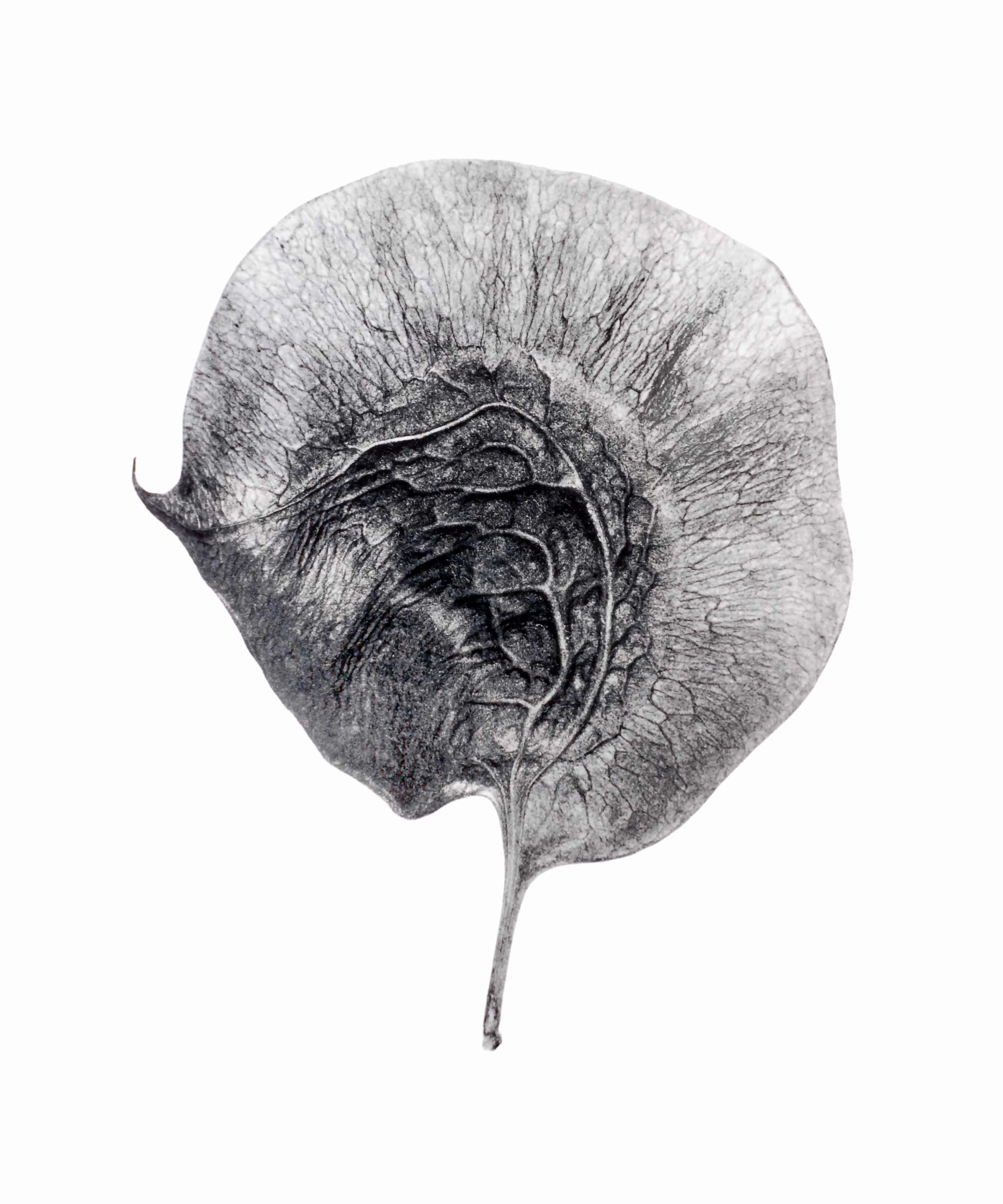 Narra Seed (Pterocarpus indicus)