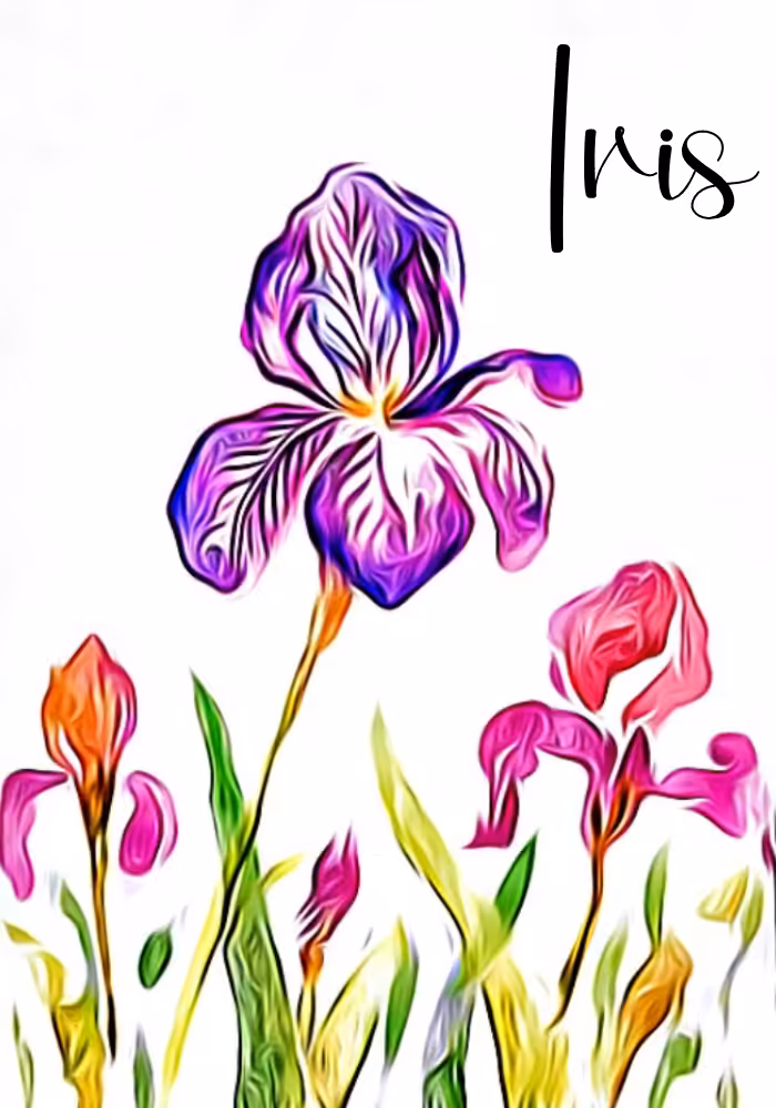 Iris