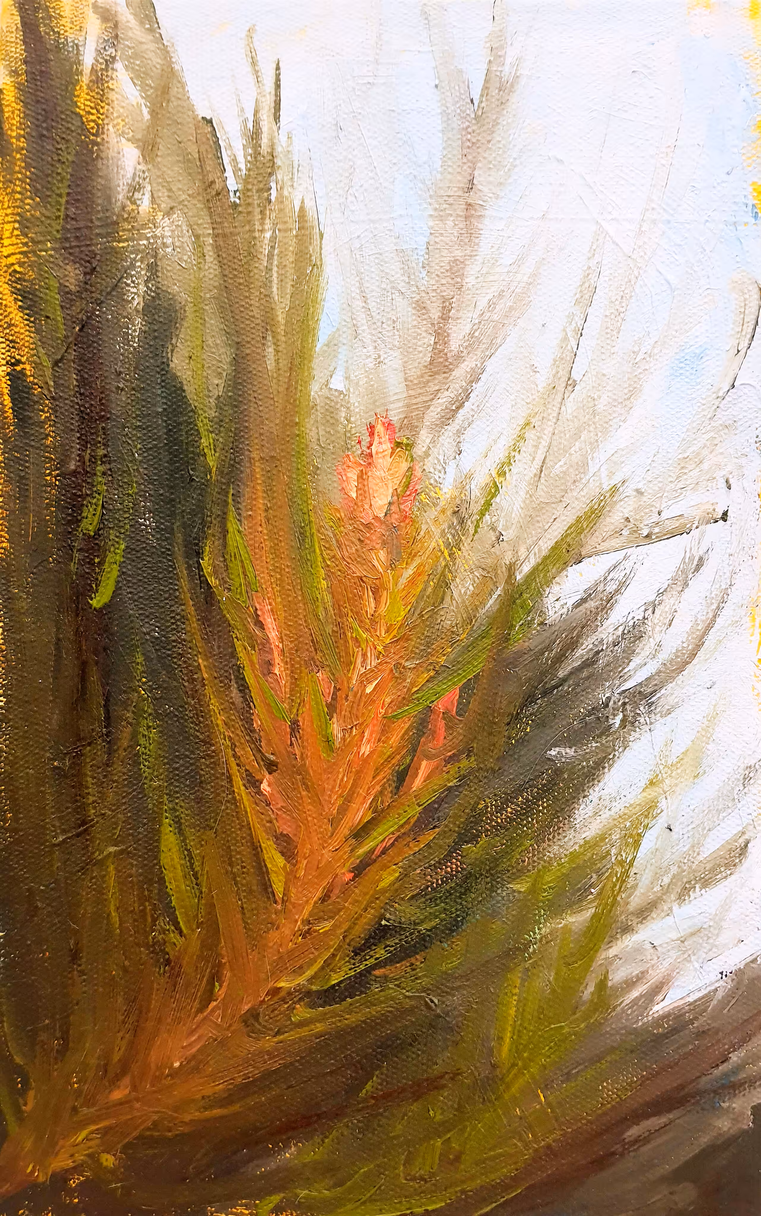 Yellow pine