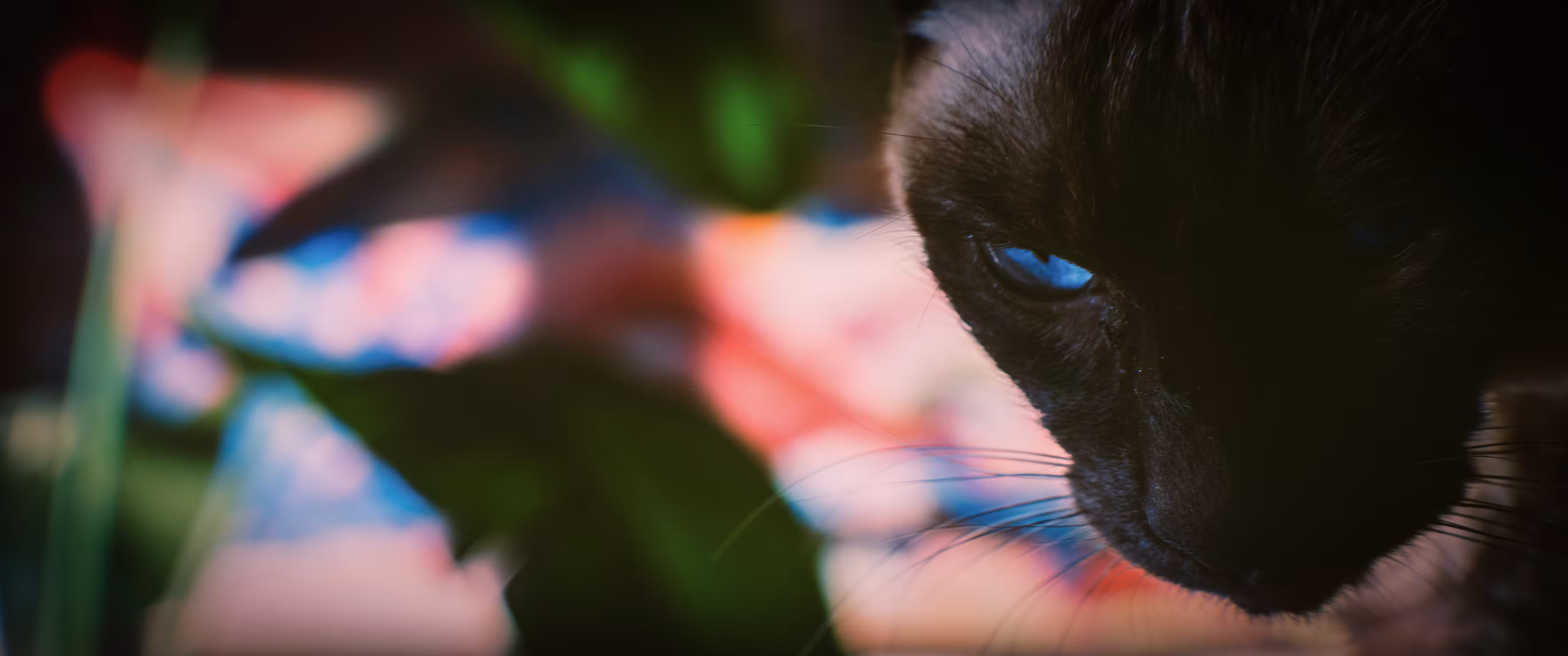 Cinematic Bokeh III: Siamese
