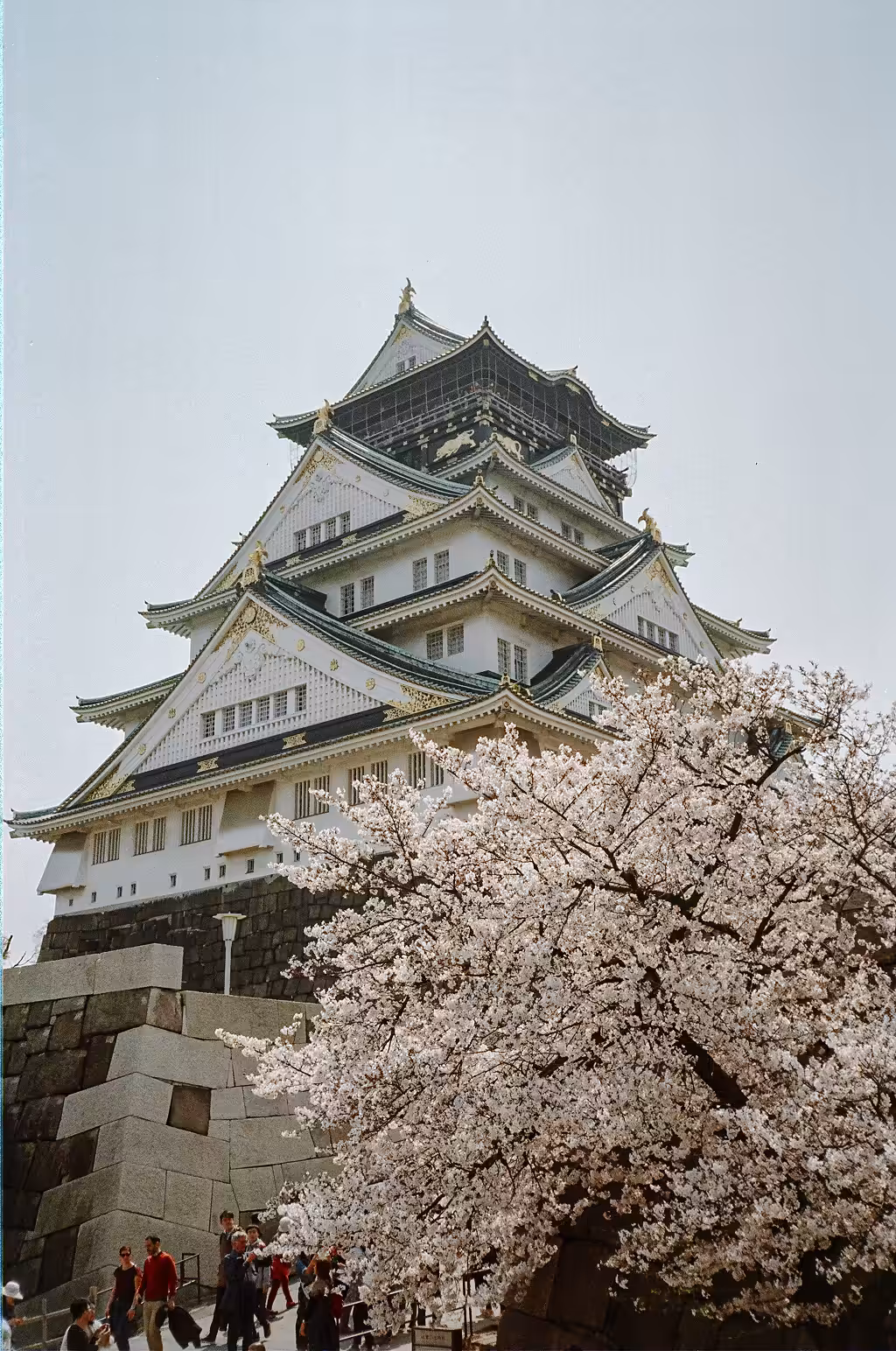Sakura Temple