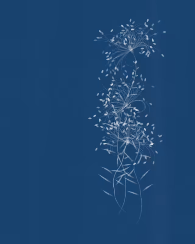 Cyanotypes #33