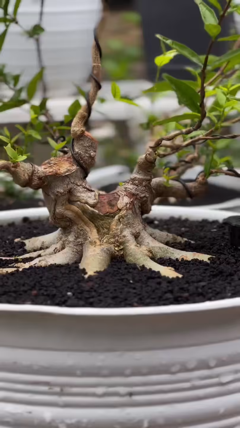 Rule Bonsai