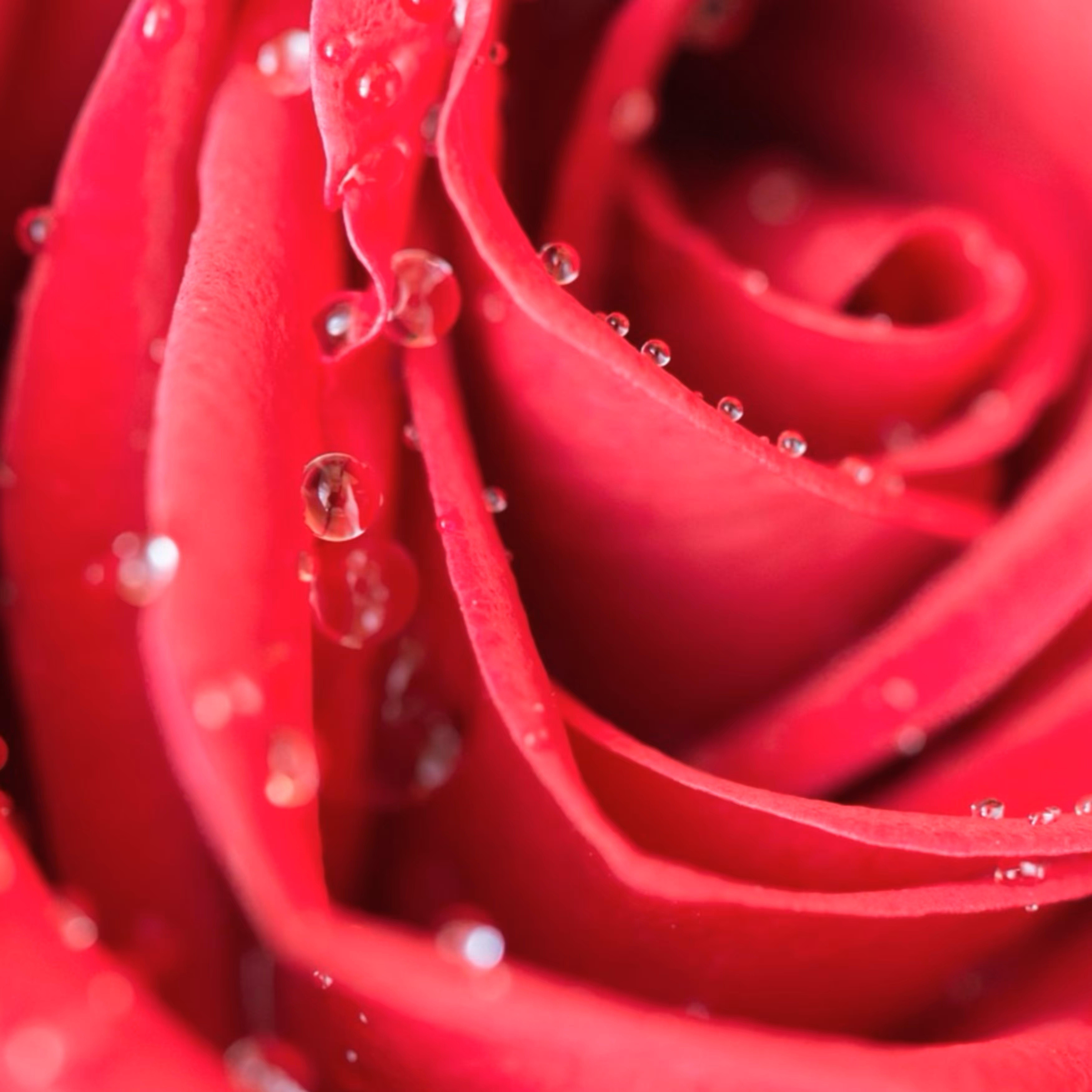 Raindrops 