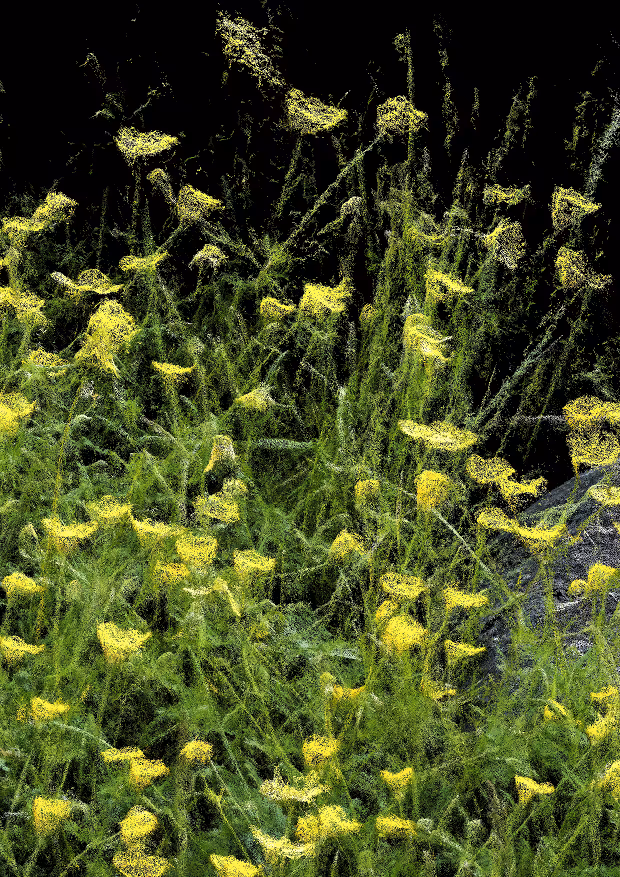 Overgrowth 0020