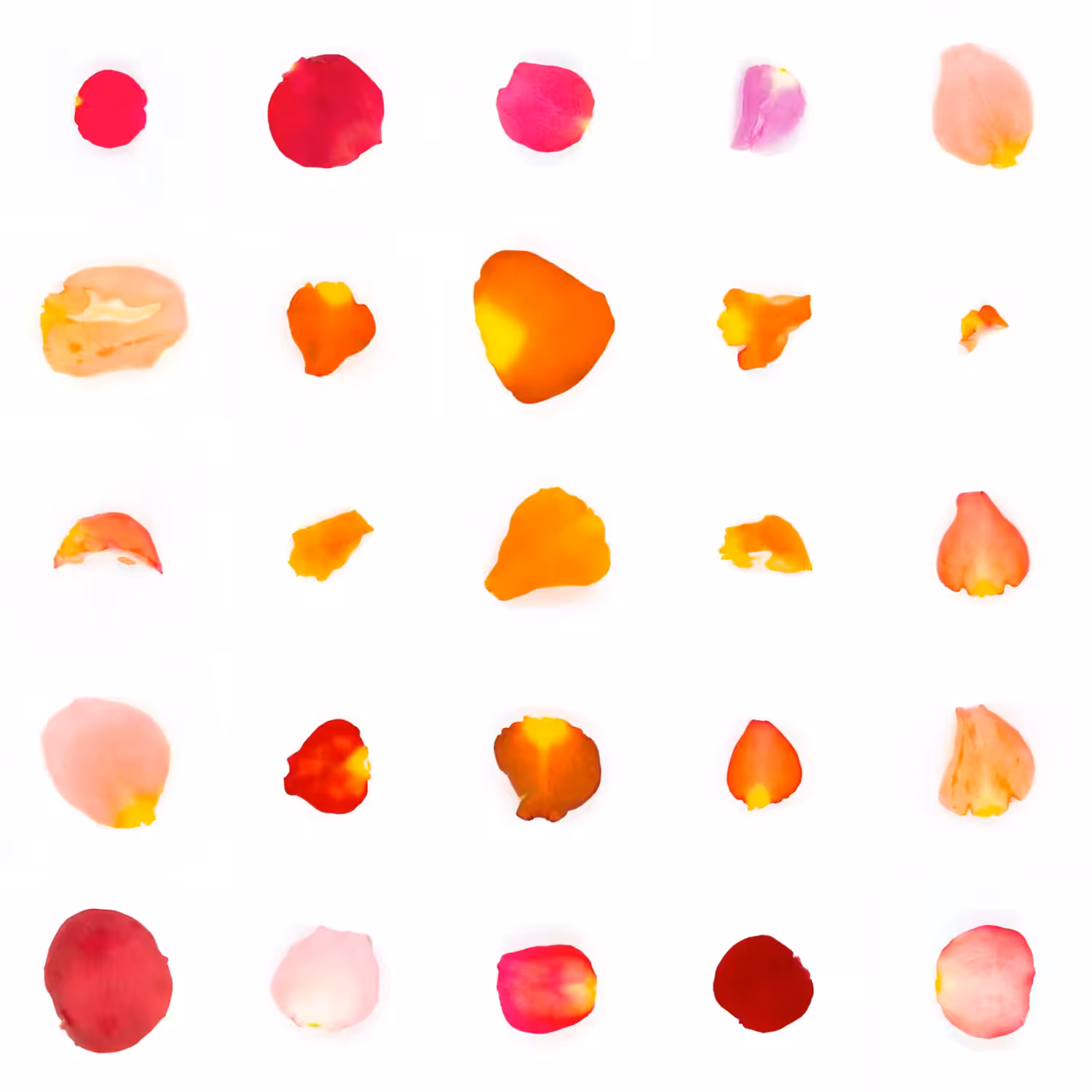 Infinite Petals 5x5#21646