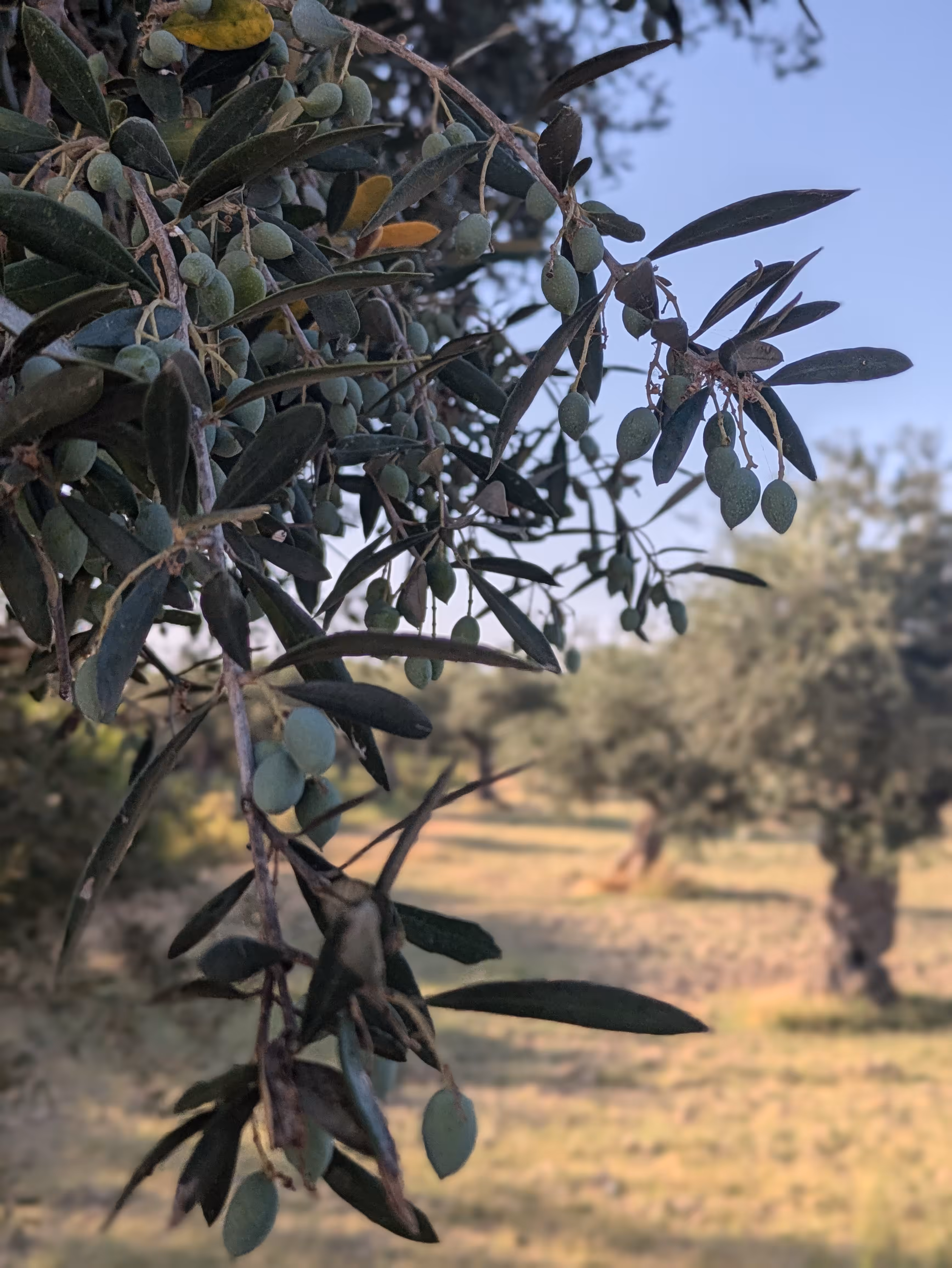 The liquid gold tree