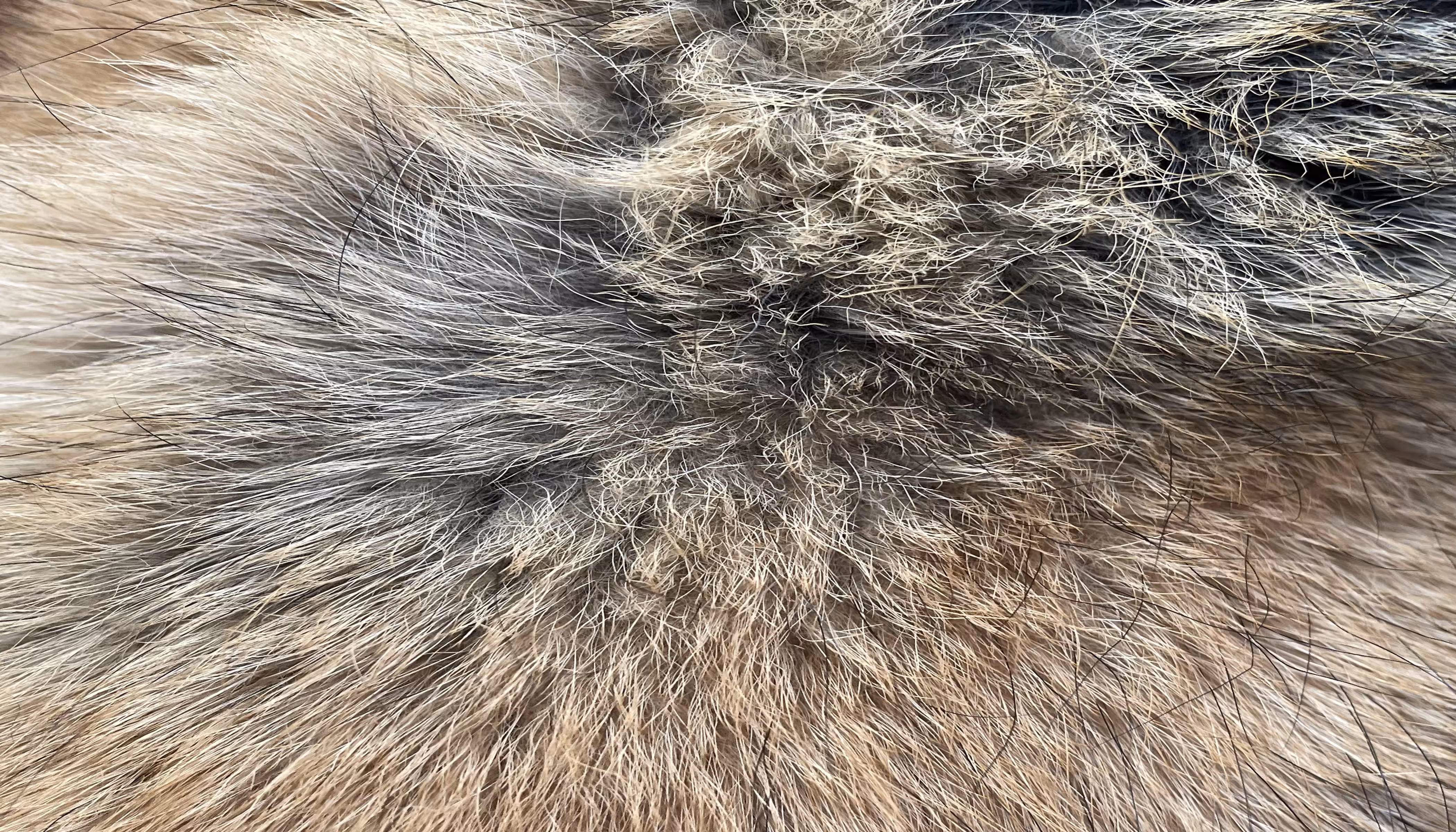 The Furs of Bella #9