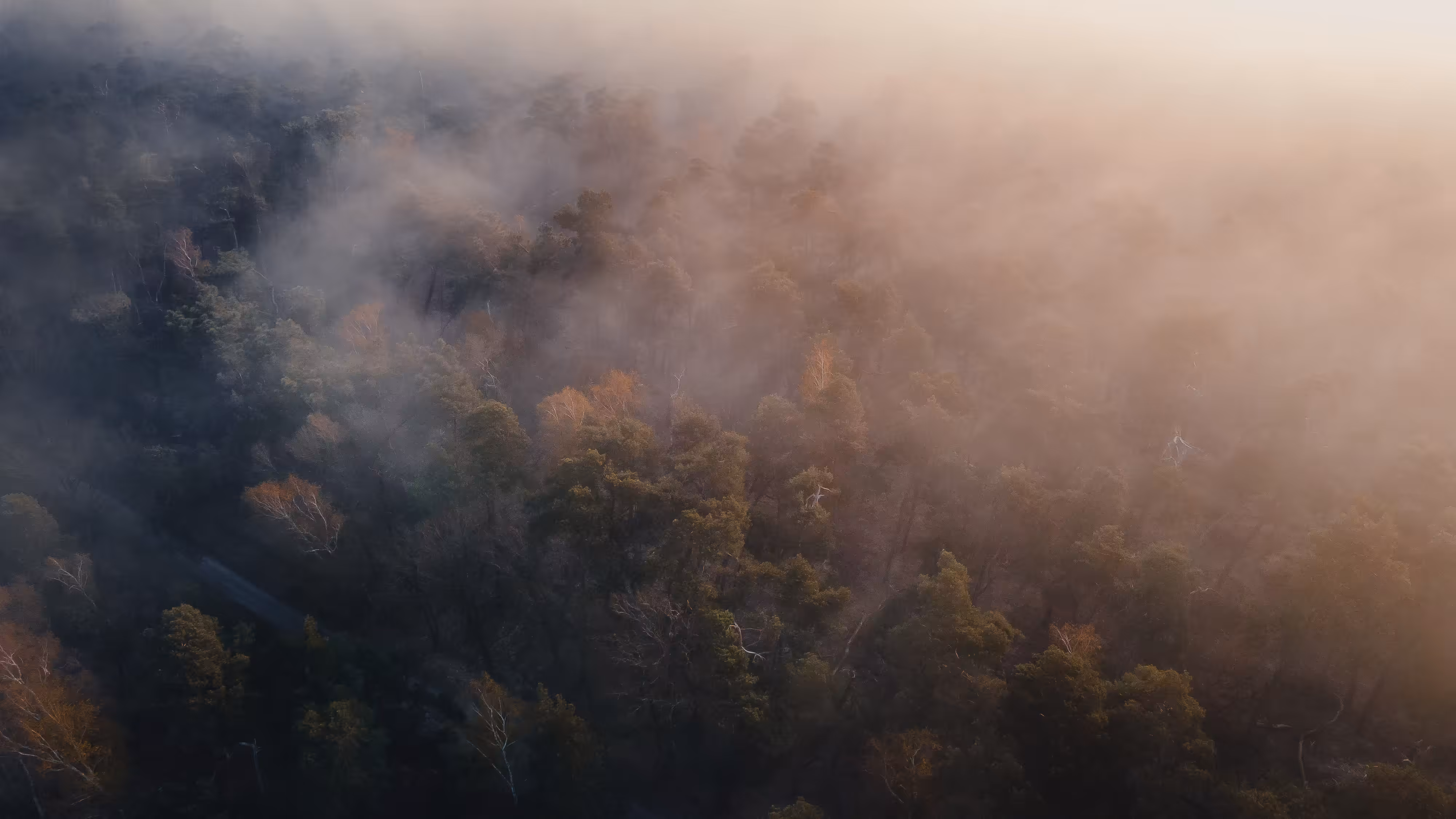 Misty Jungle