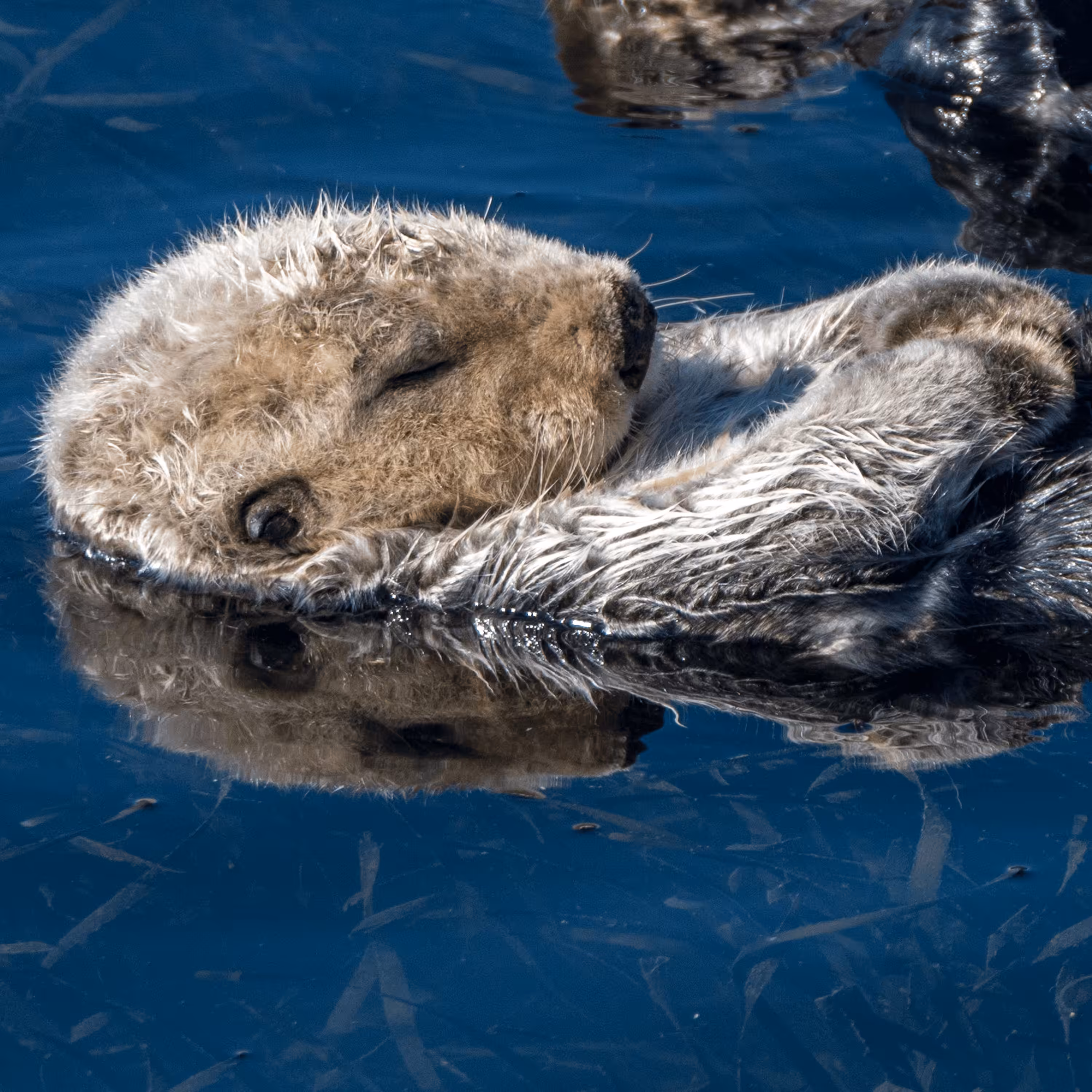Sleepy Otter Friend