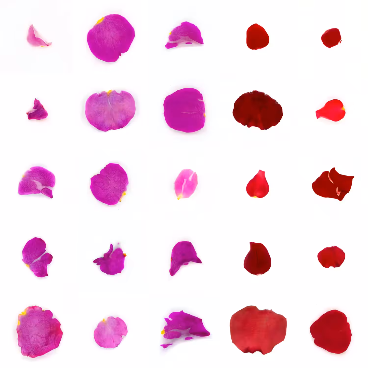 Infinite Petals 5x5#20051