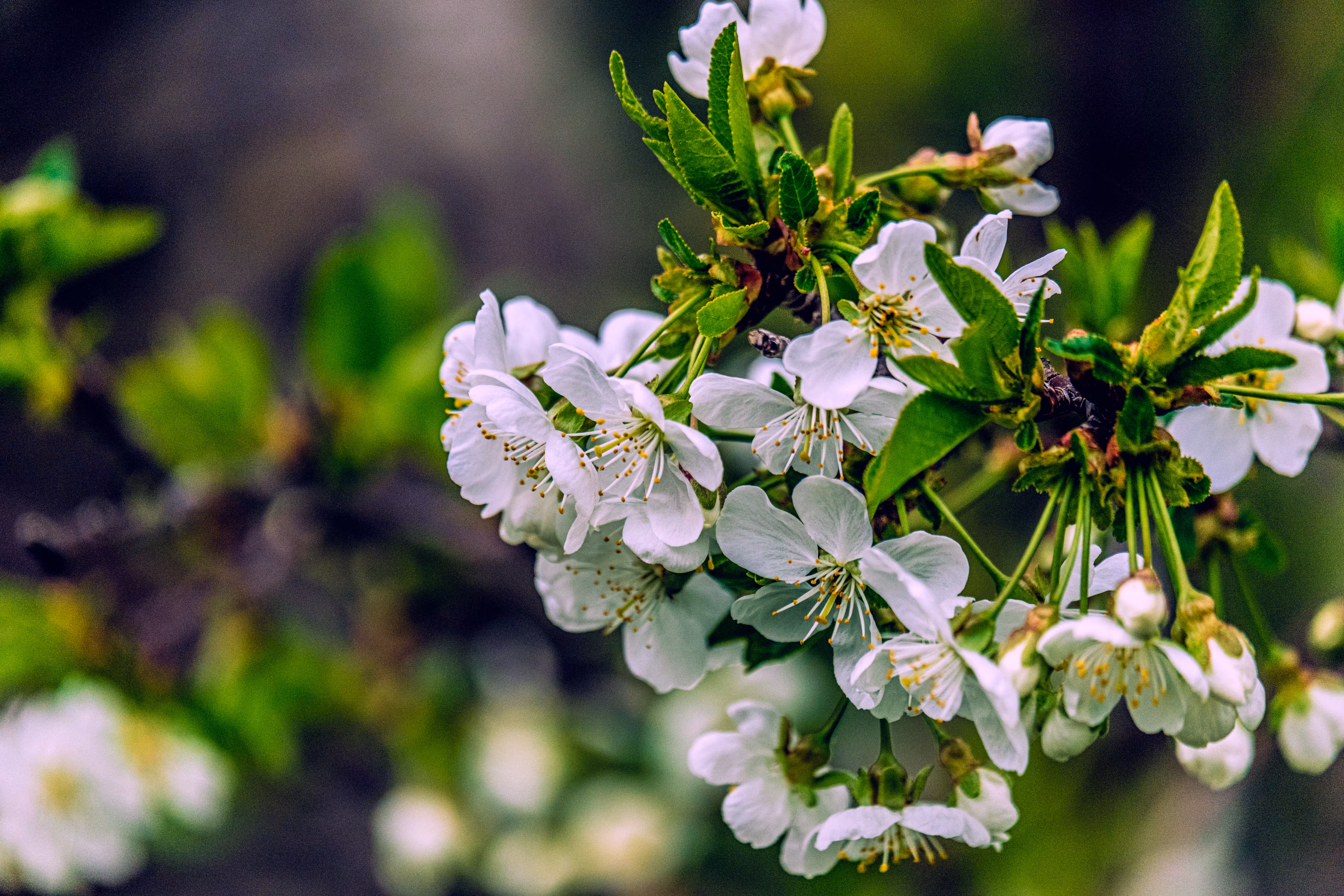 ⁠Etheral Bloom⁠