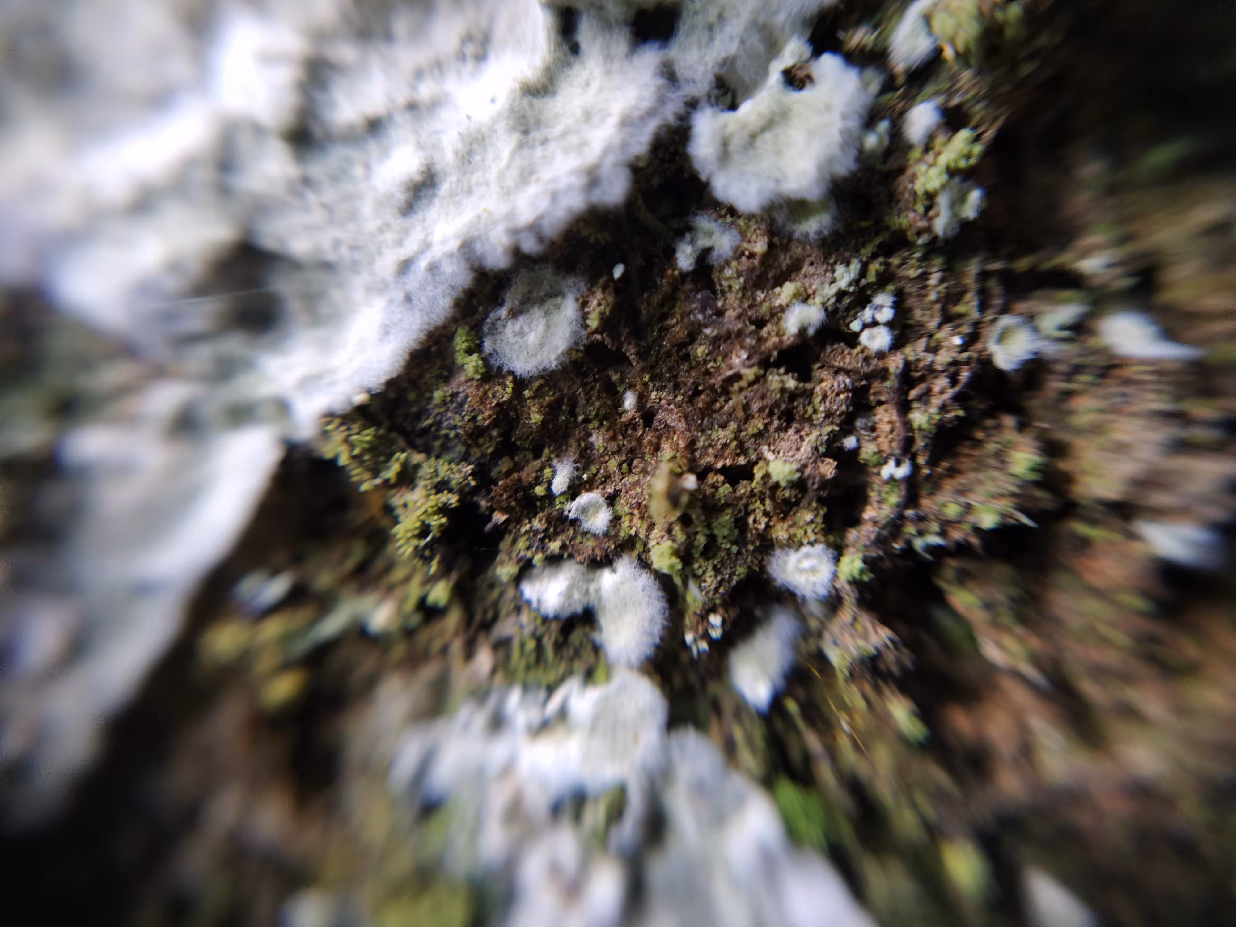 MicroNature #02