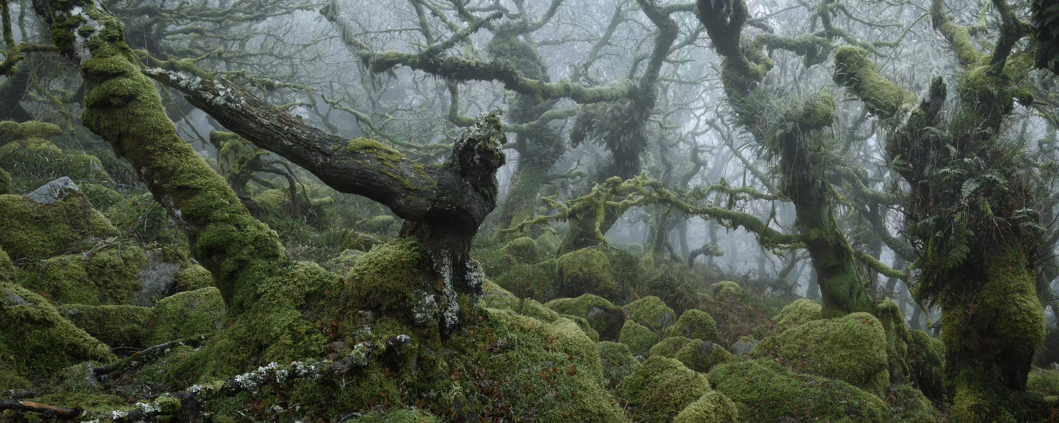 MYSTICAL XXLI (SPLINTER)