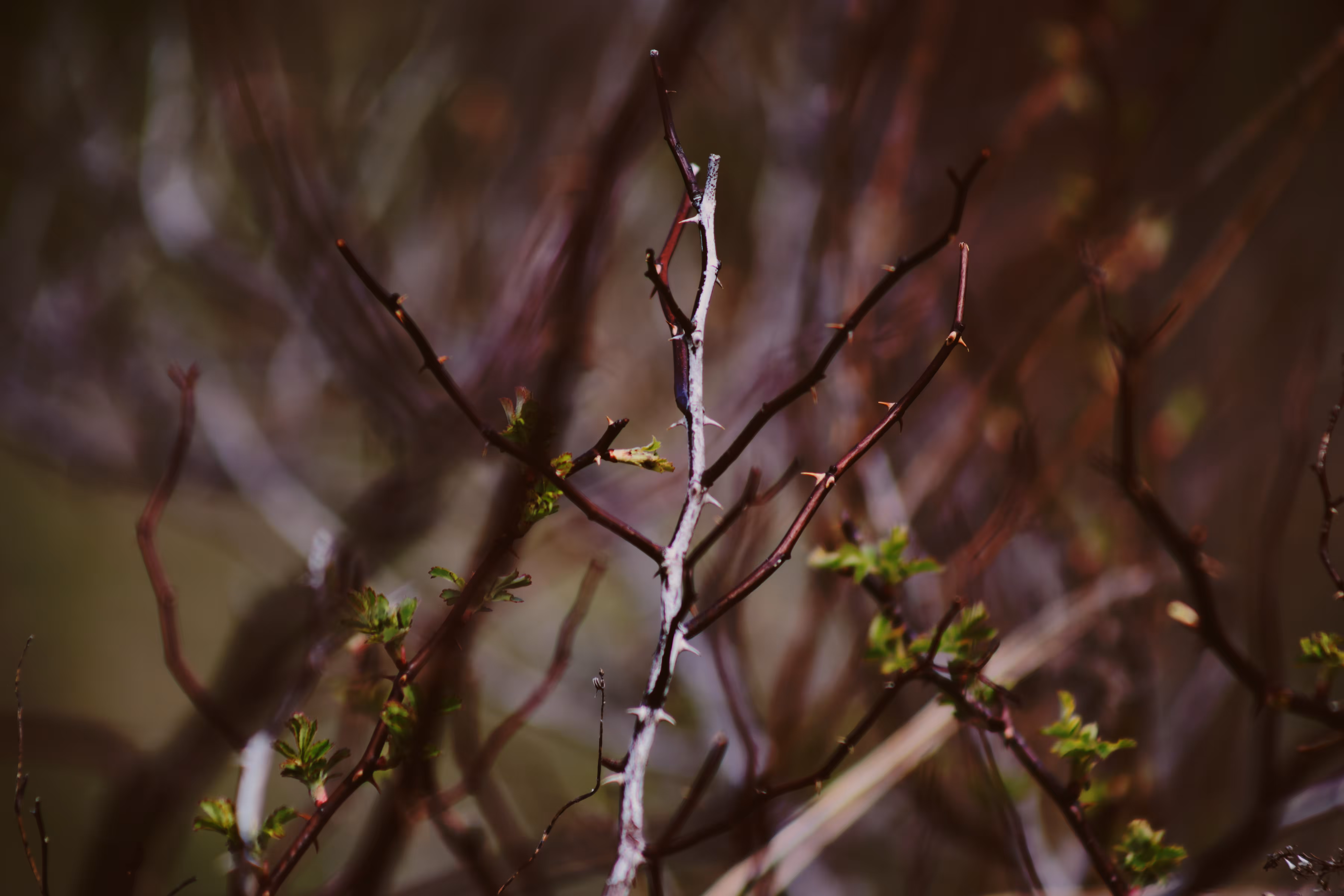 _thorns