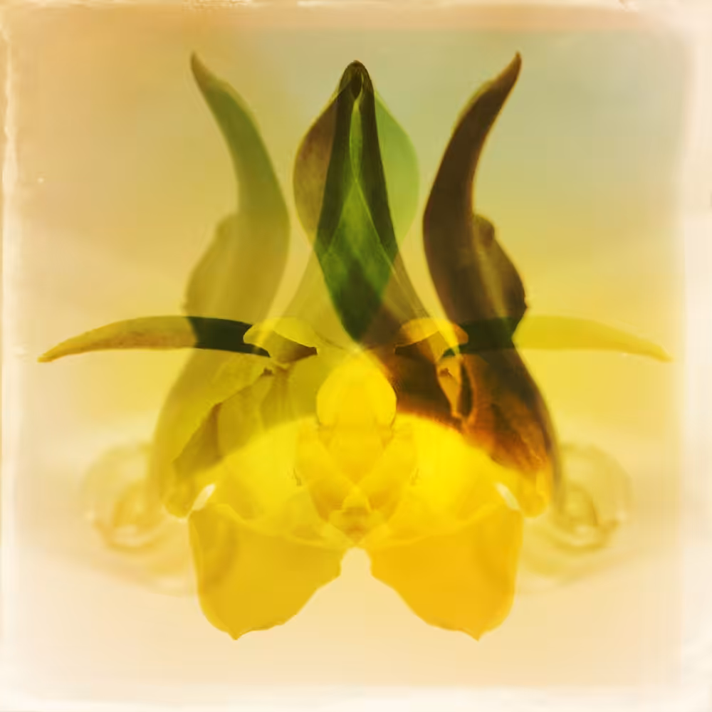Symmetrical Yellow Flower