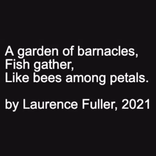 A garden of barnacle...