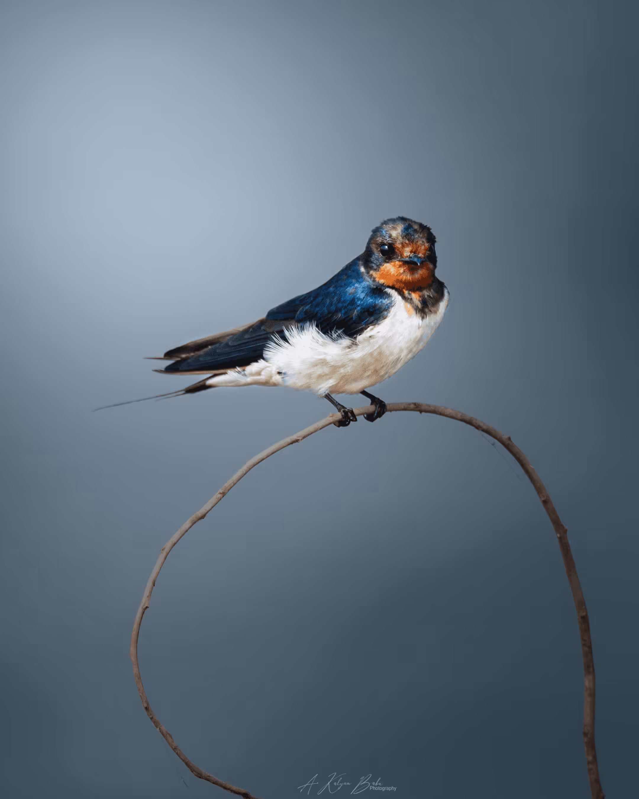 ColorsOfWings: #22 Barn swallow