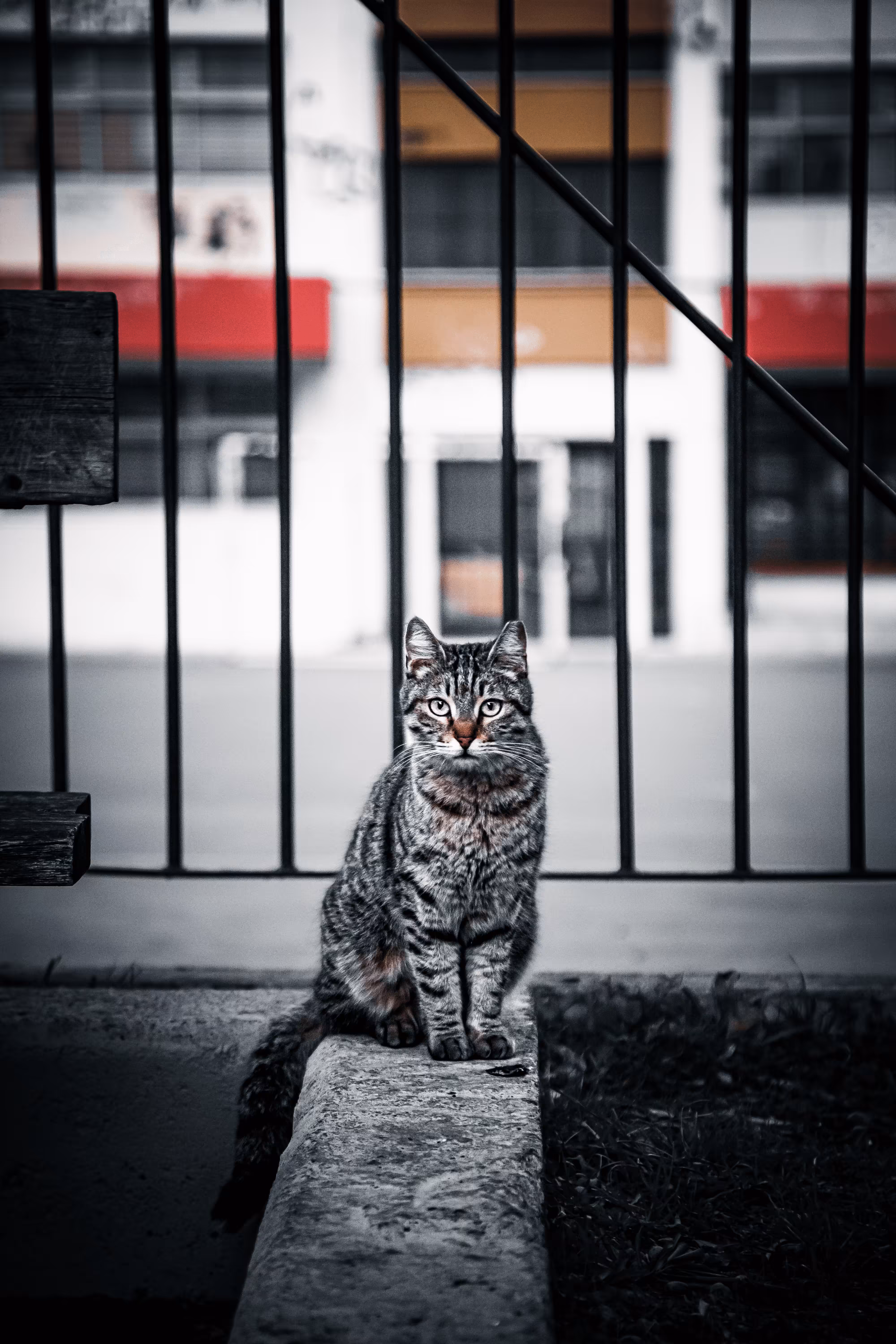 LoneCat #18 Bronn