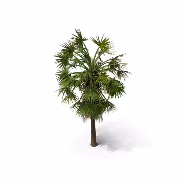 Your Tree I Palm Tree Borassus Flabellifer