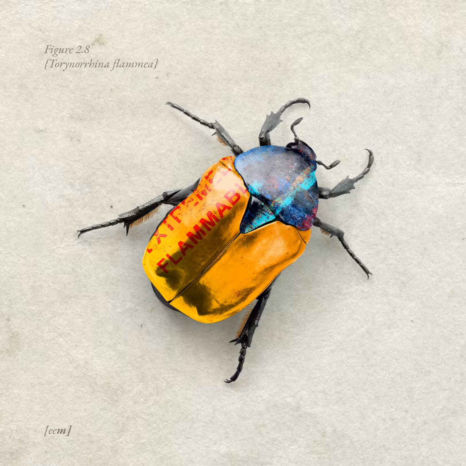 Figure 2.8 {Torynorrhina flammea}