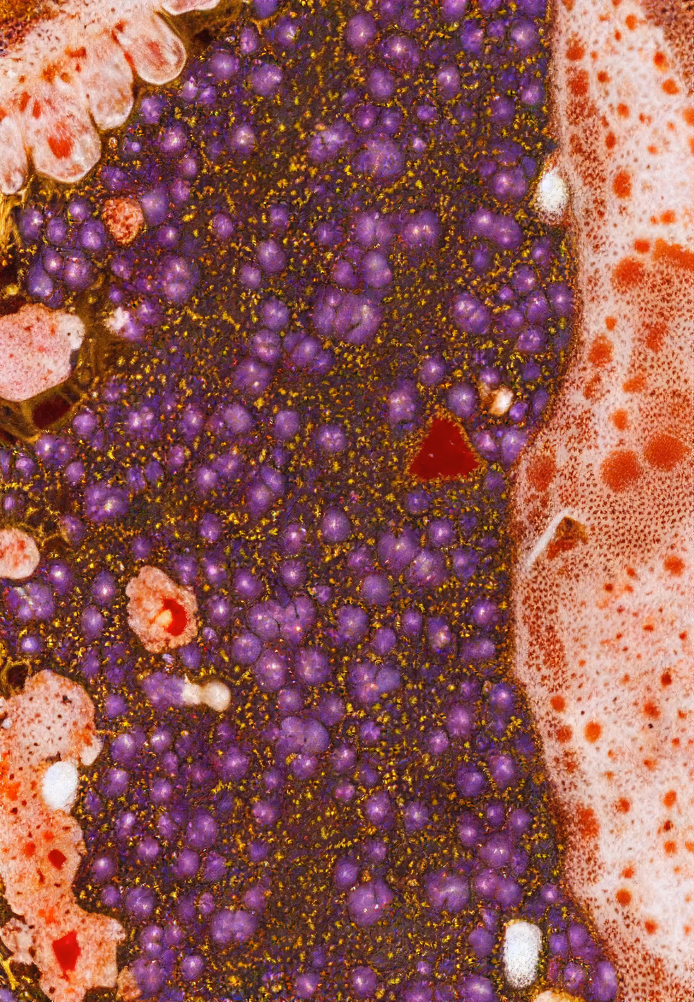 Histologia In Silico #116