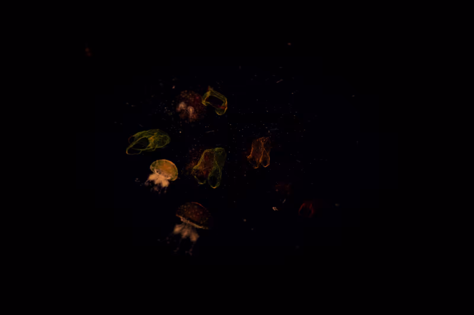 Turtle Vision #202