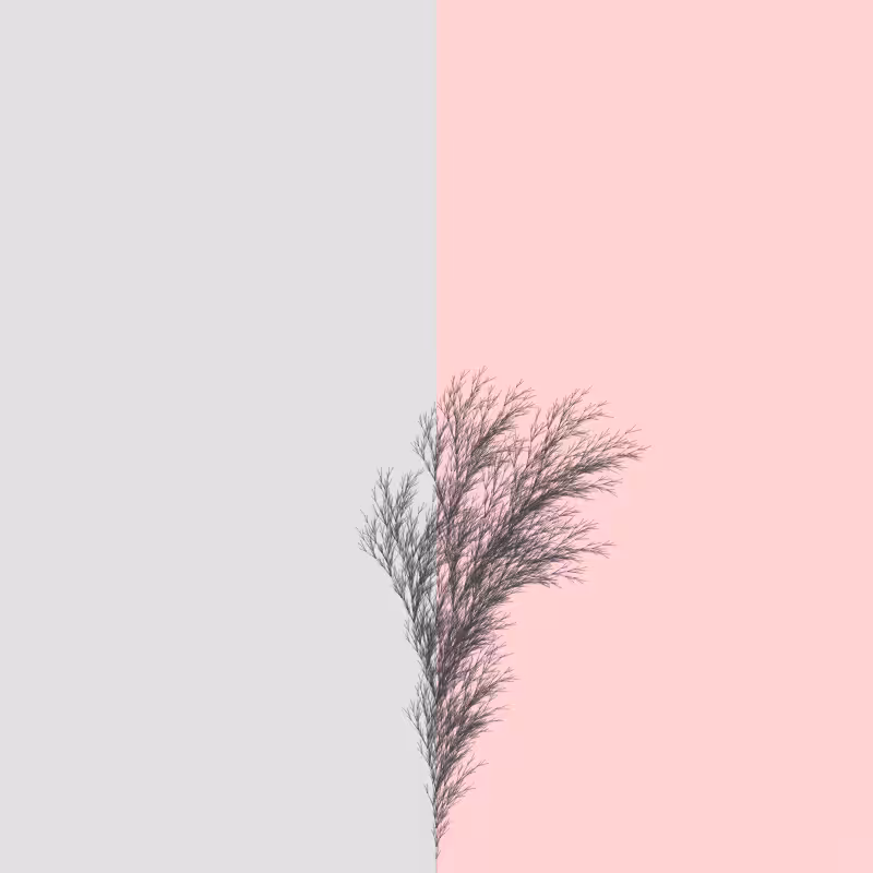 Rushbush #12