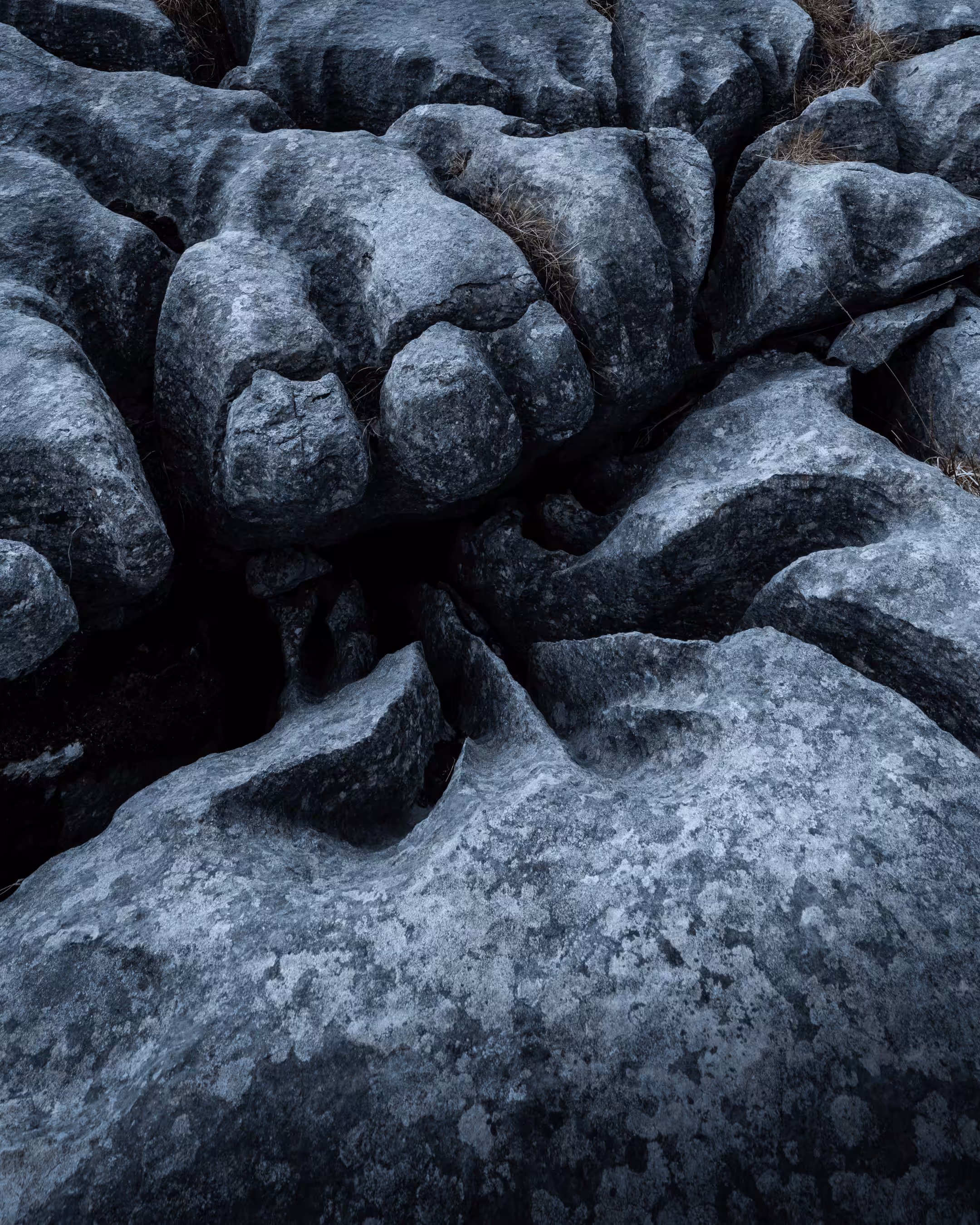 Elements #35 - Pachyderm