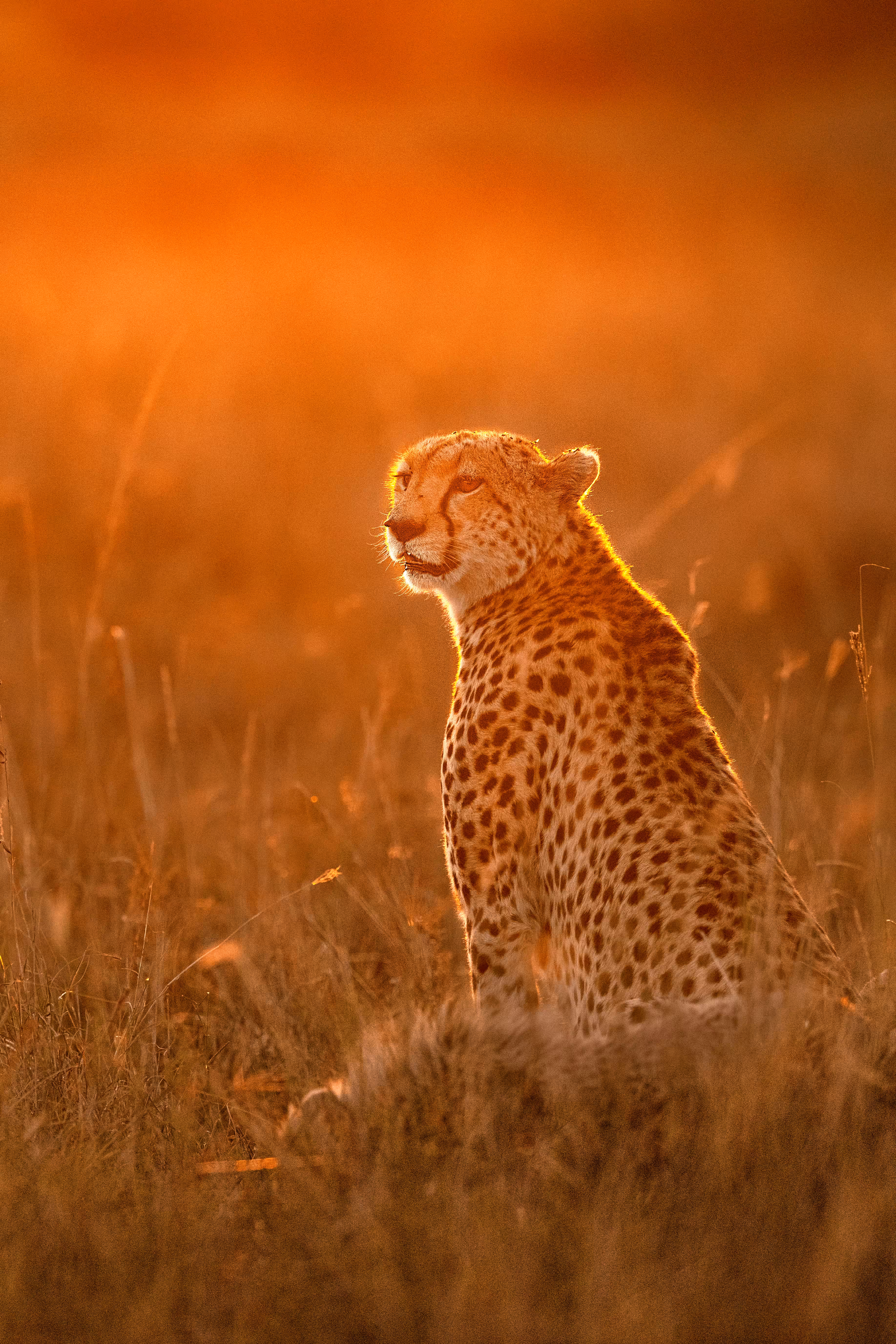 Golden Cat #49