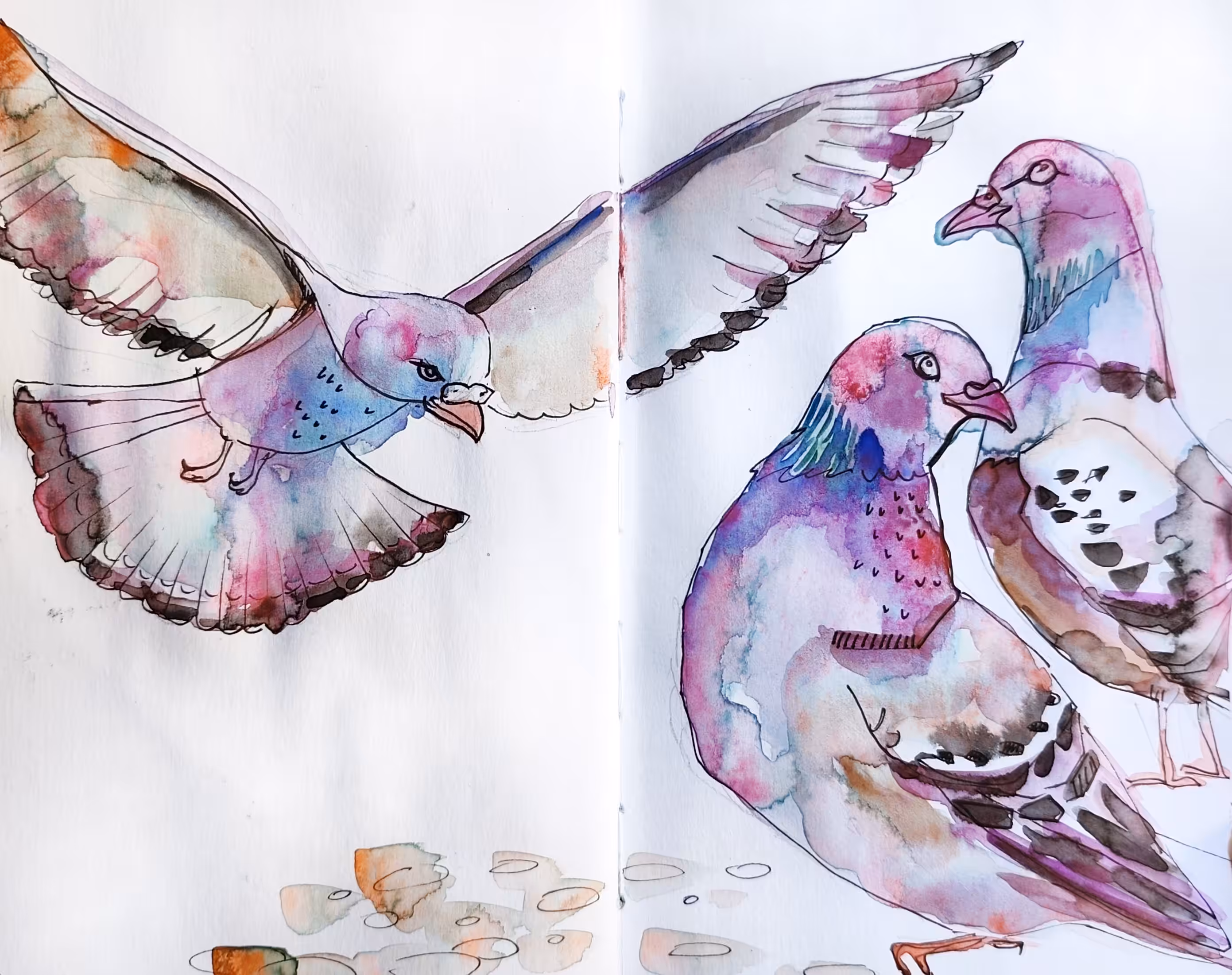 Pigeons 