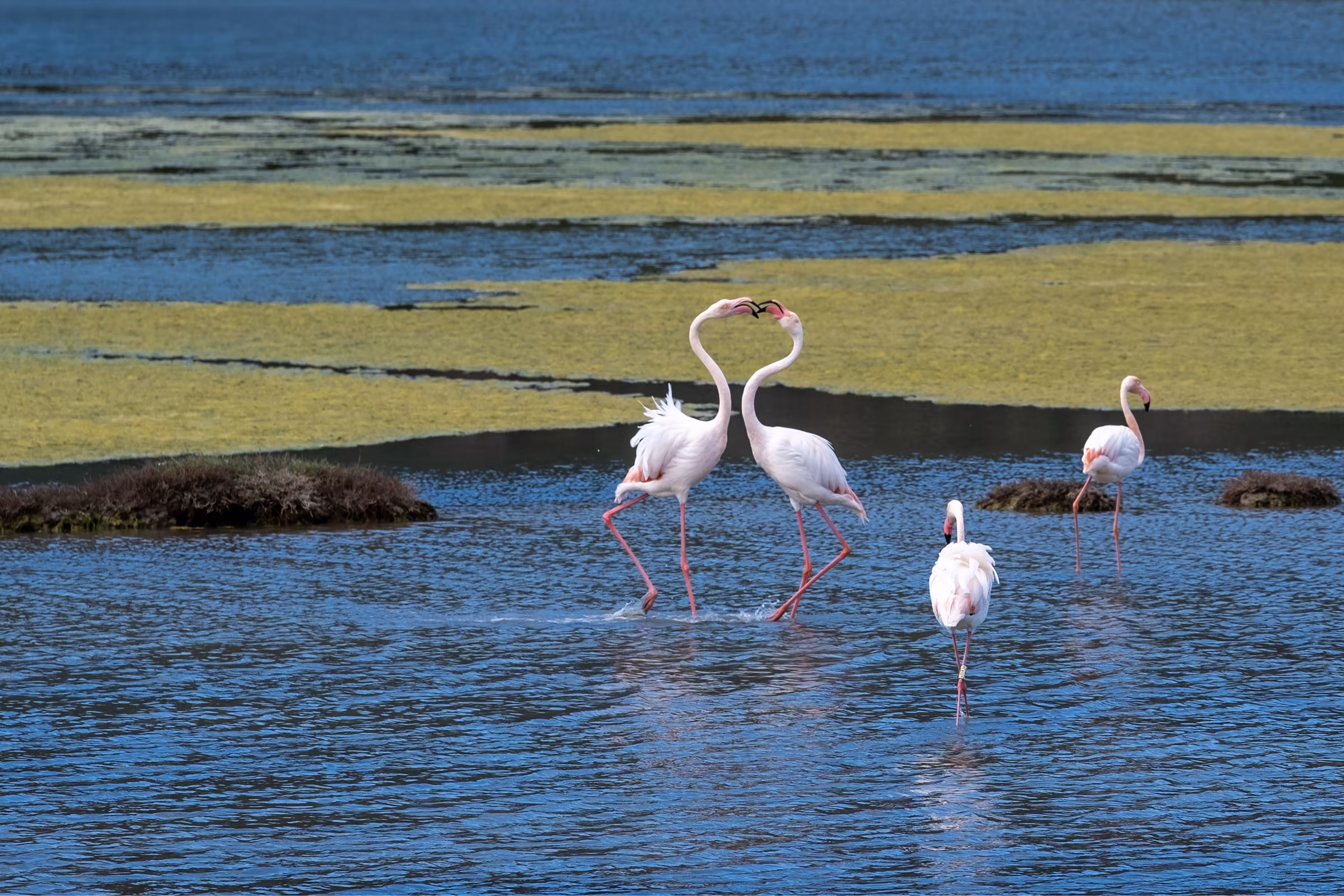 Flamingos