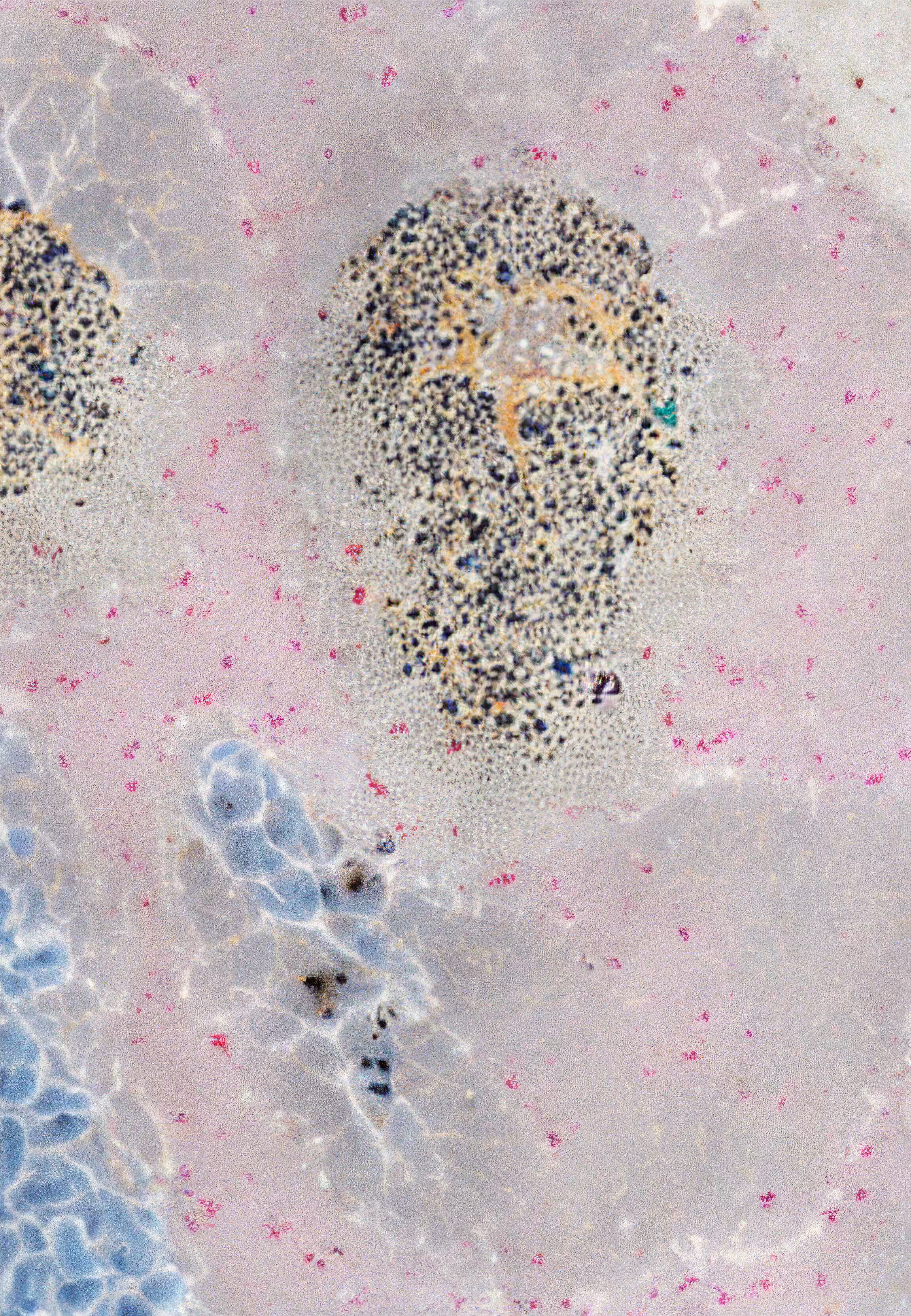 Histologia In Silico #260