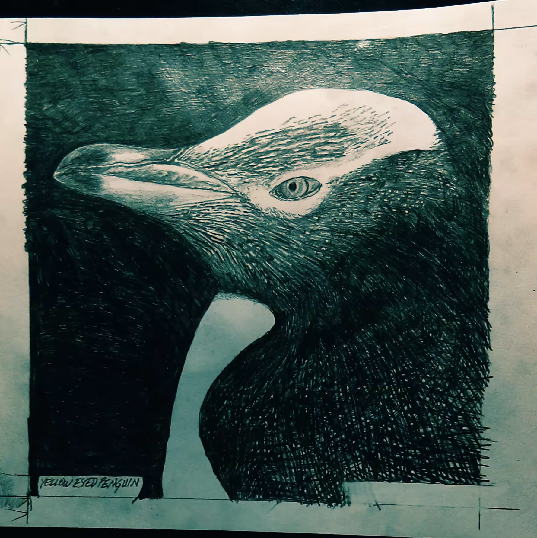 Yellow Eyed Penguin