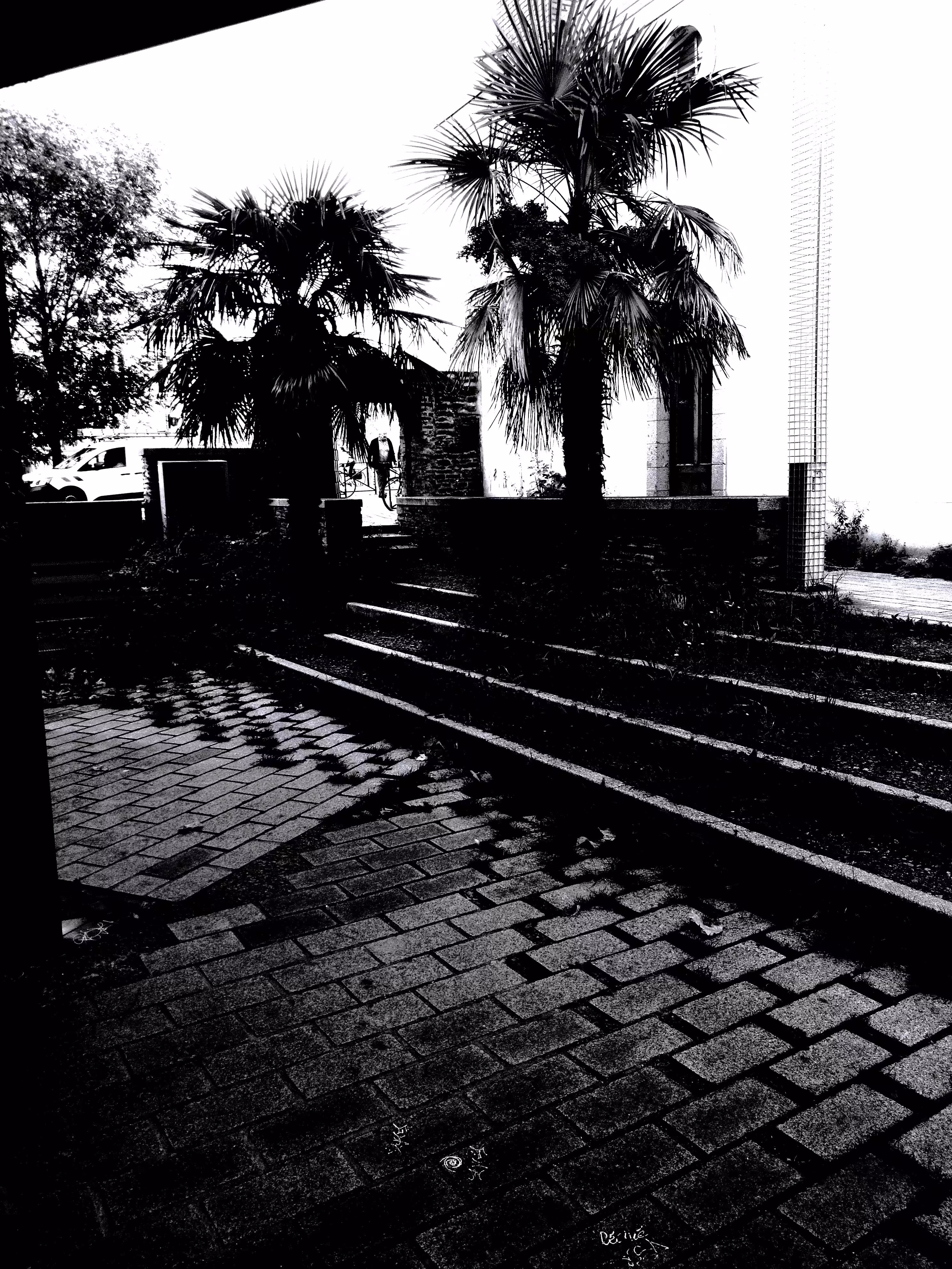 Palm Shadows