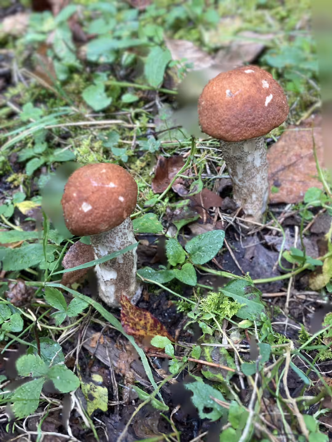 Orange Birch Bolete