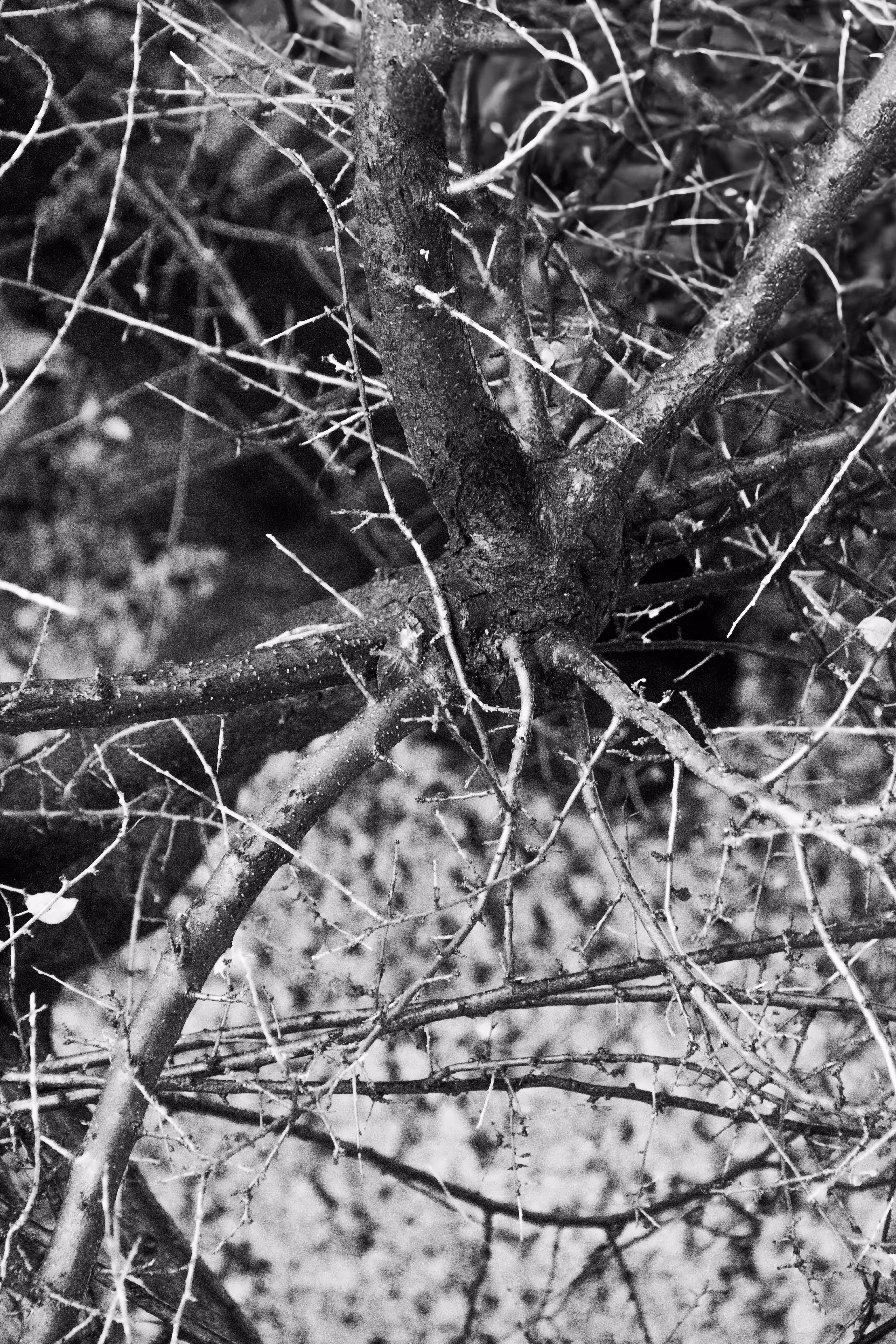 The Body of Branches