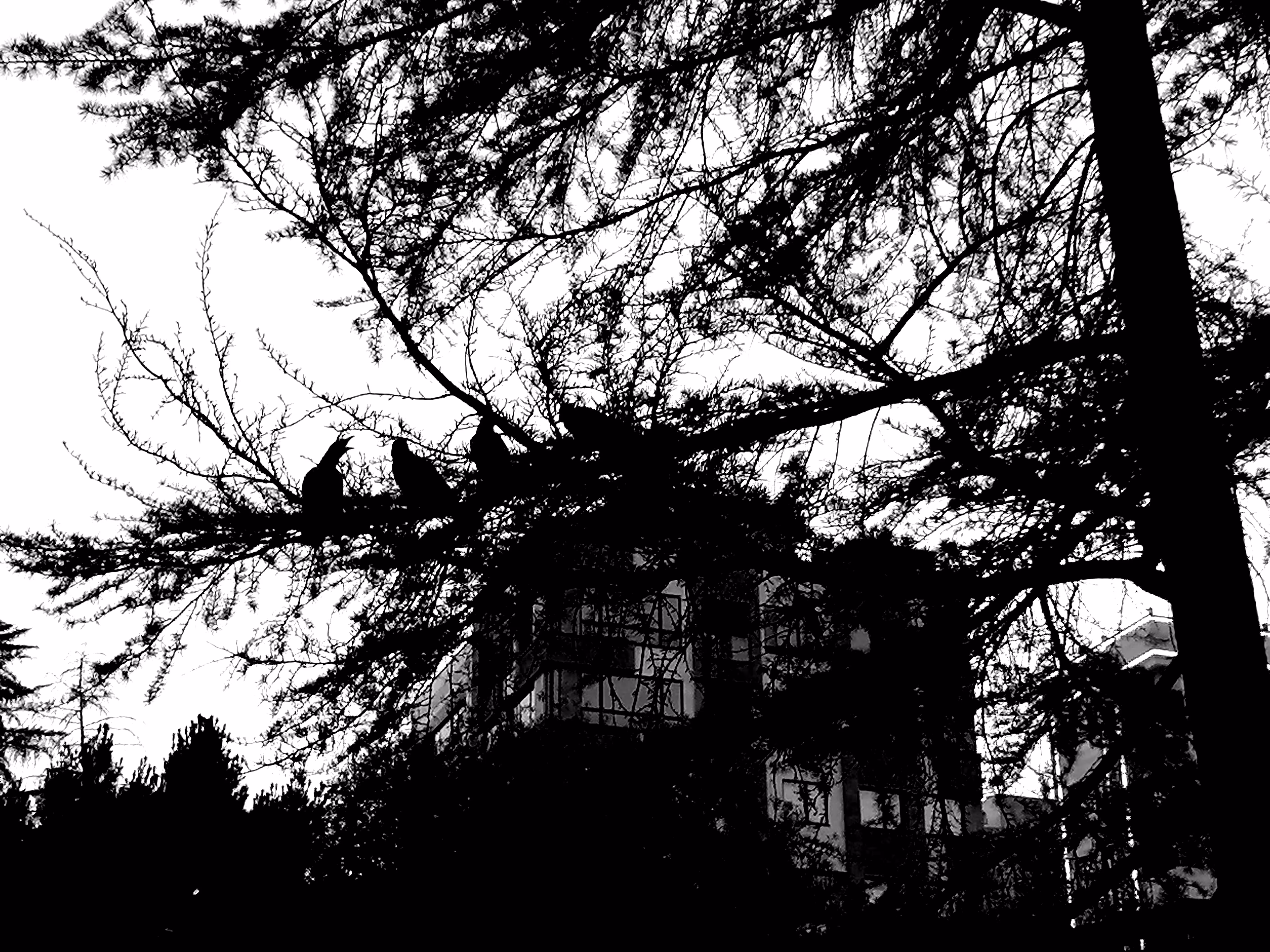 Informant crows