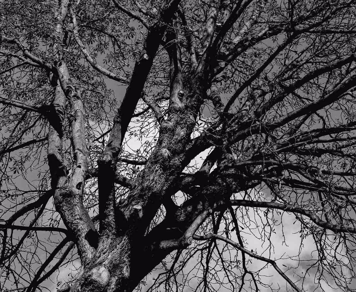 Branches