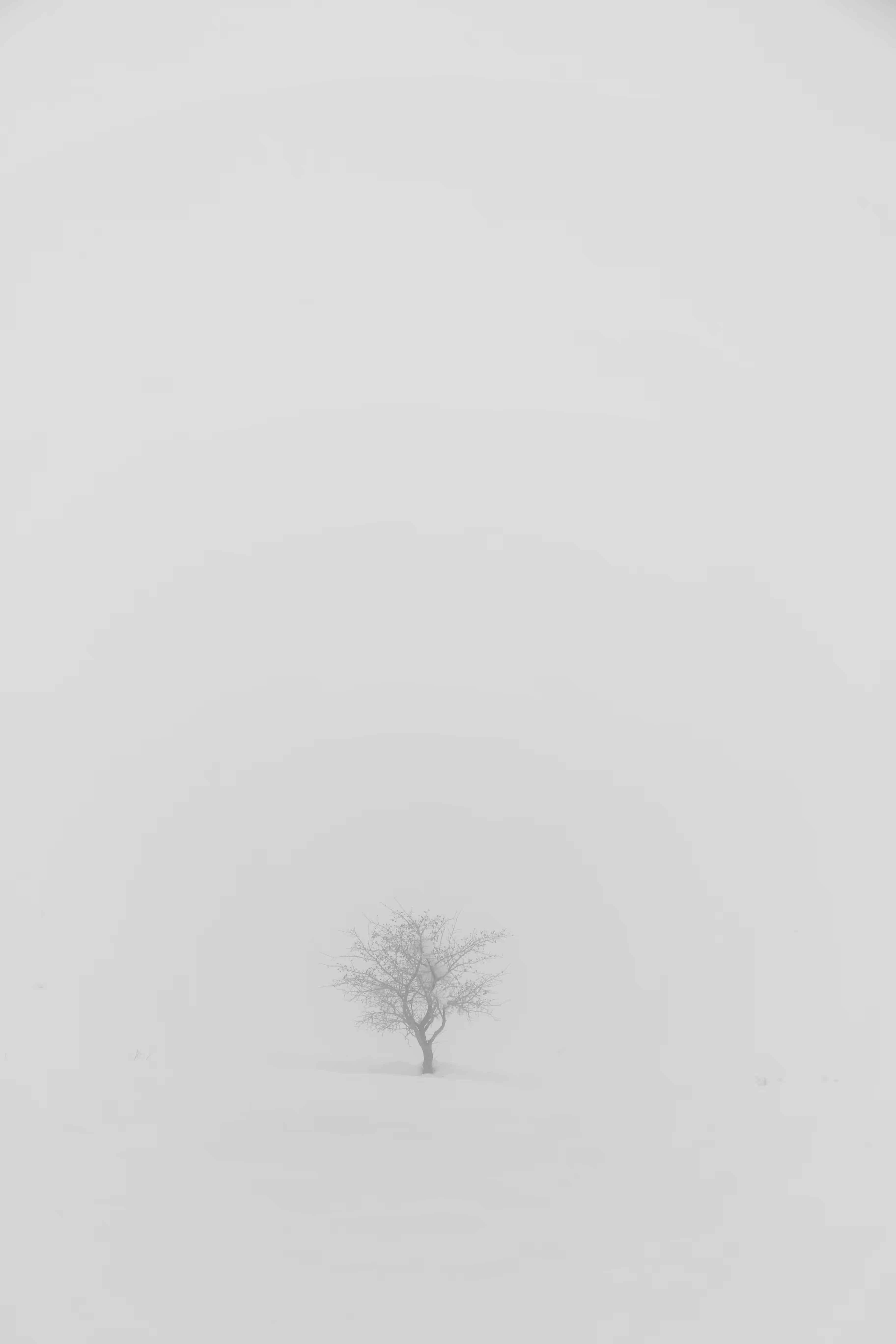 snow and fog