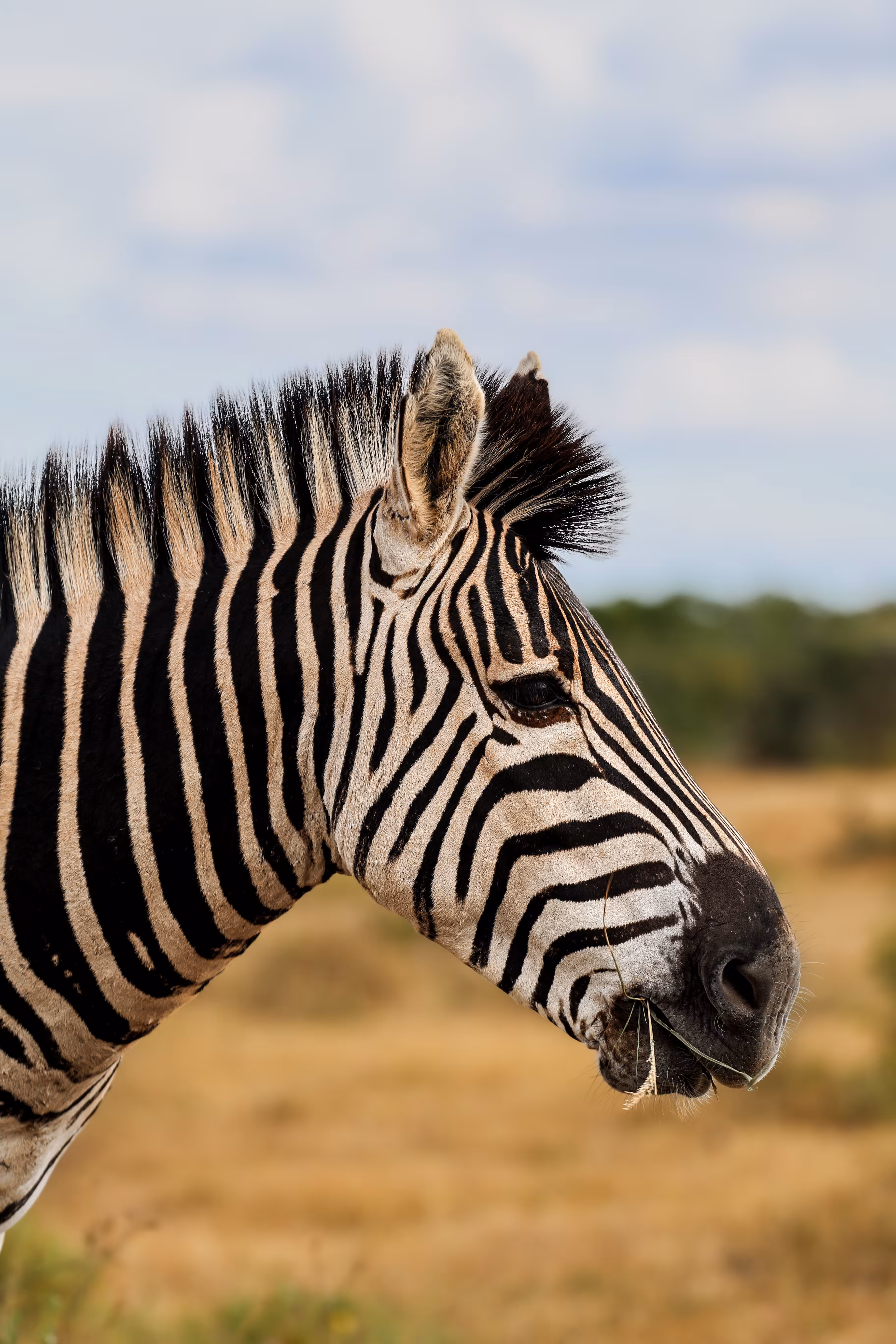 Safari 2