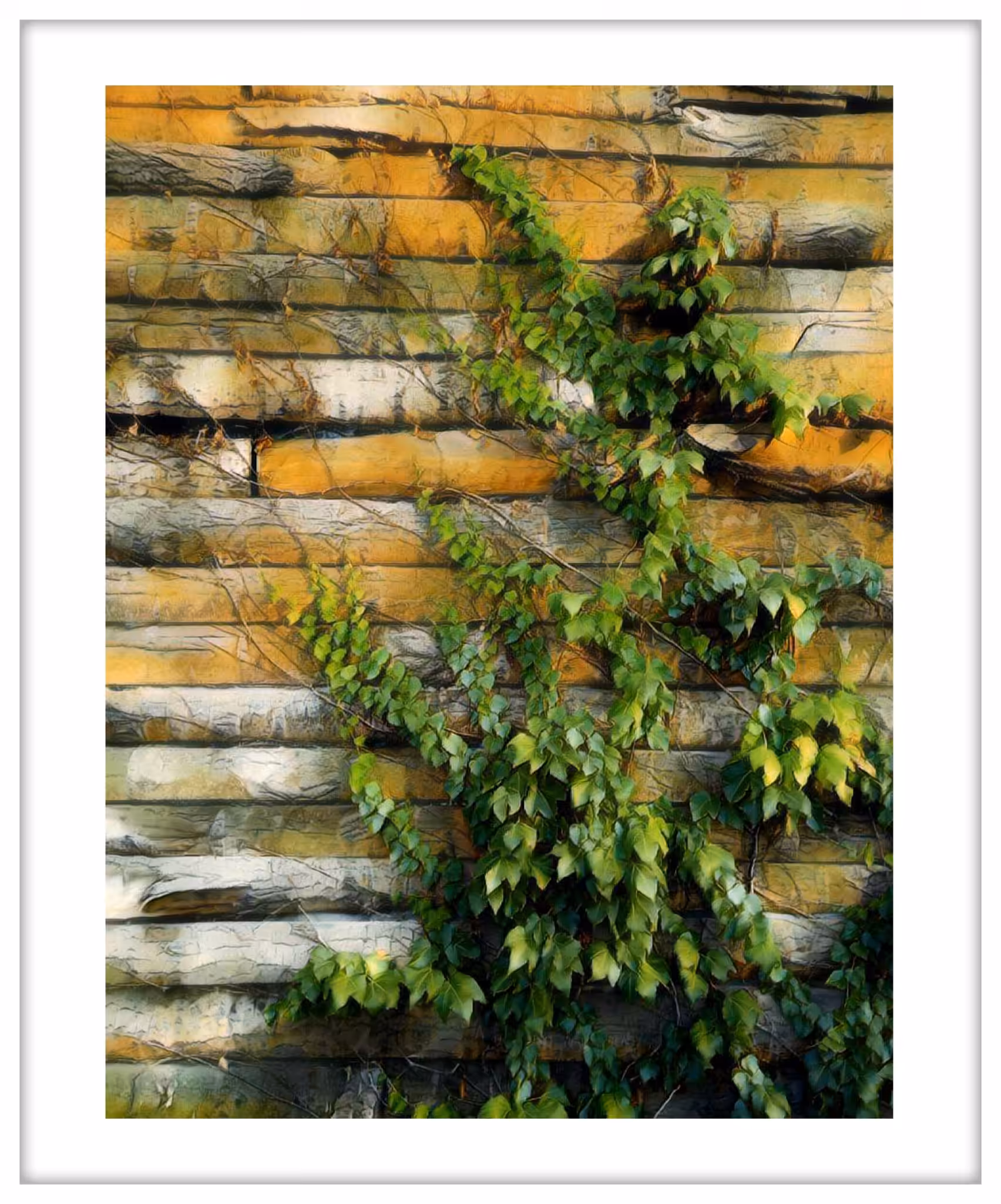 Ivy tree
