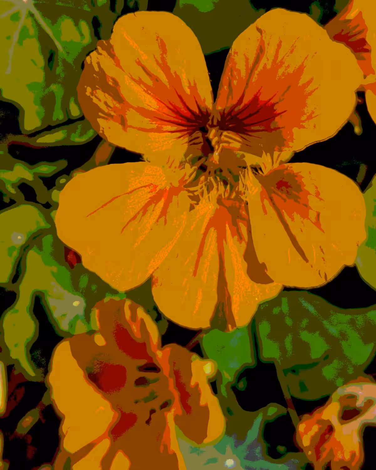 .nasturtium#2