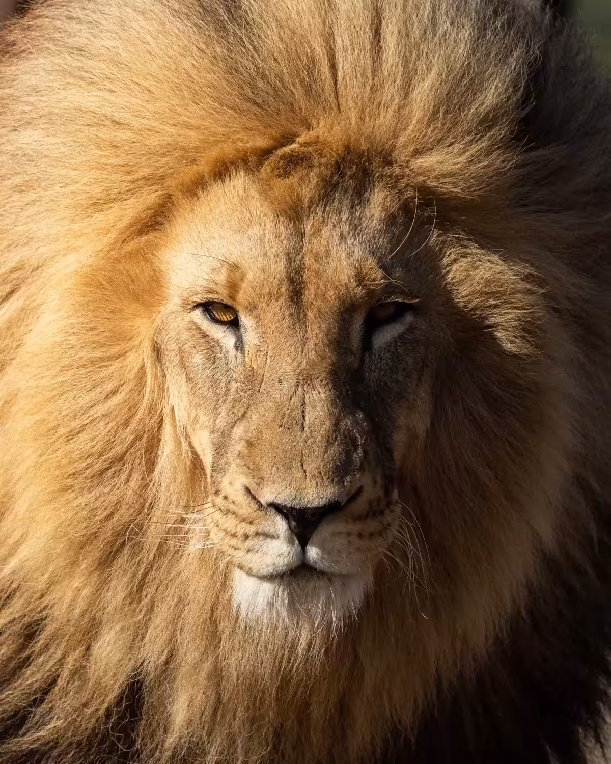 Pure Wildlife