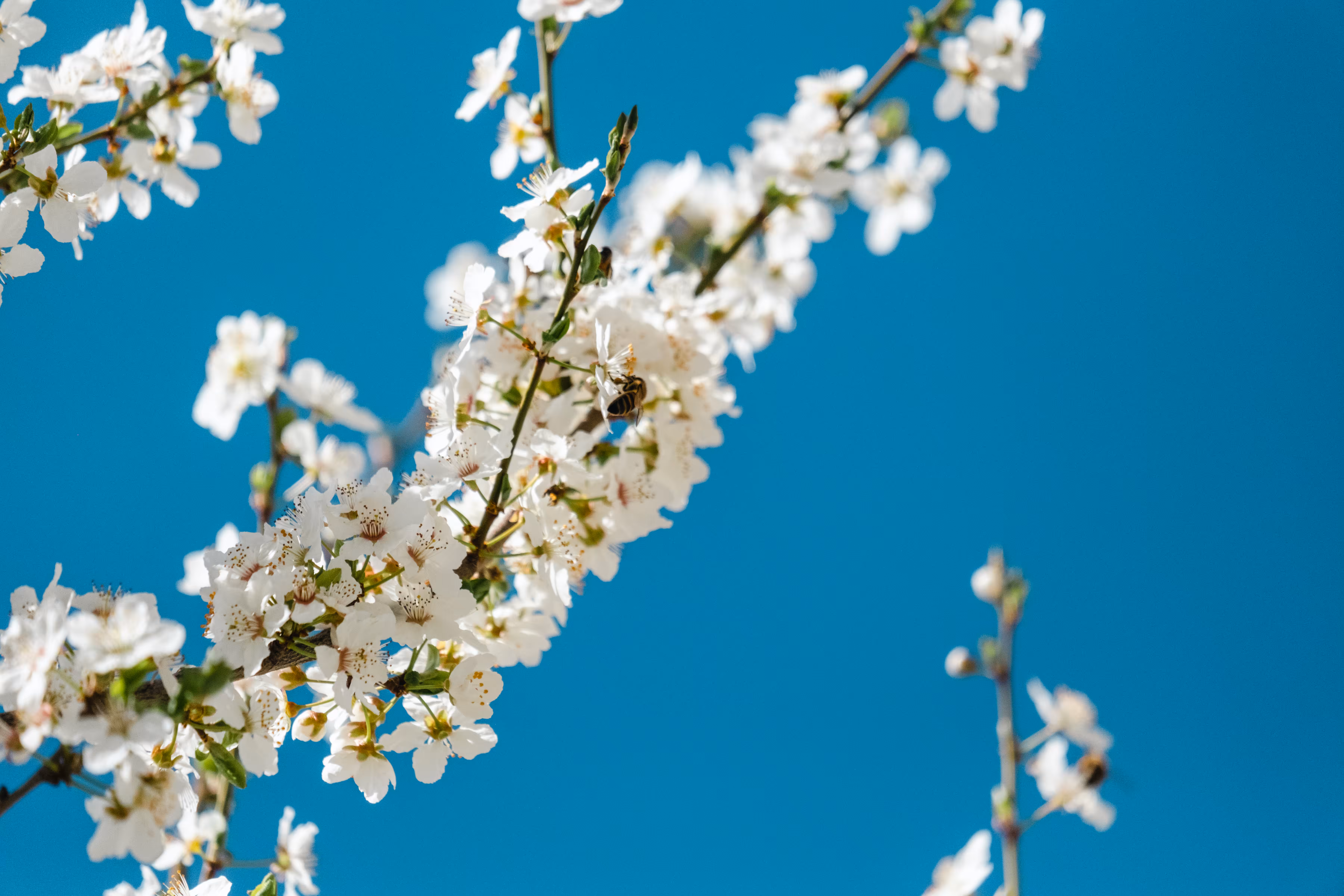 Azure Pollination