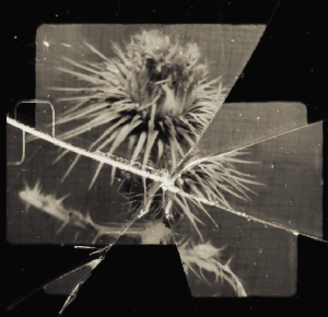 Thorns of Time